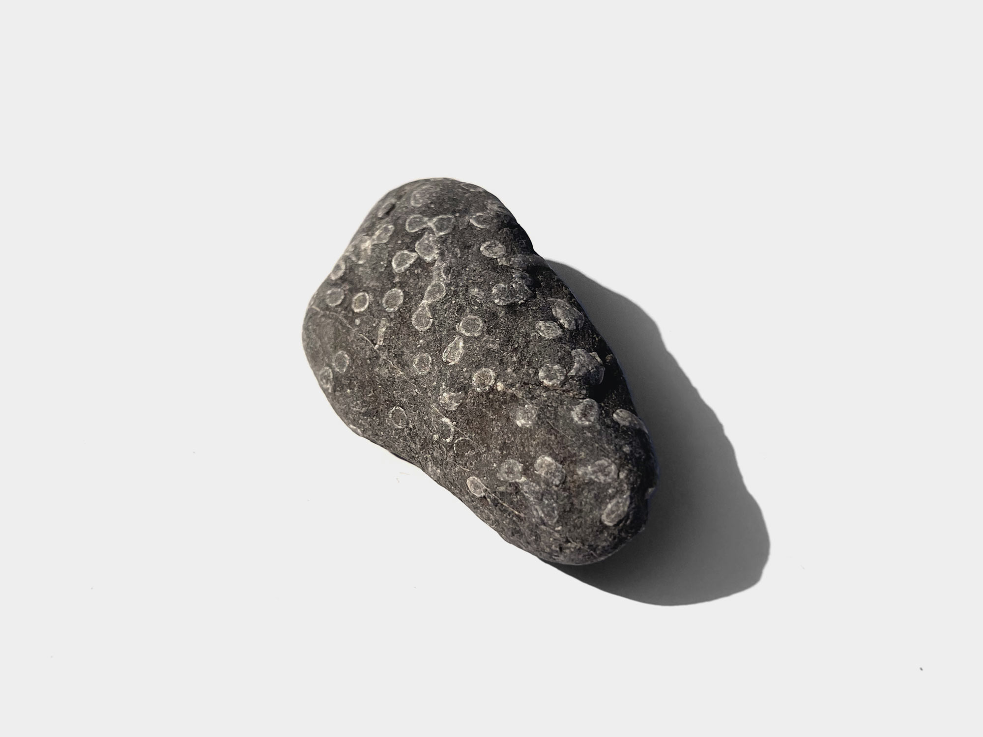 Found at Gibraltar Point, Skegness, England. August 2022