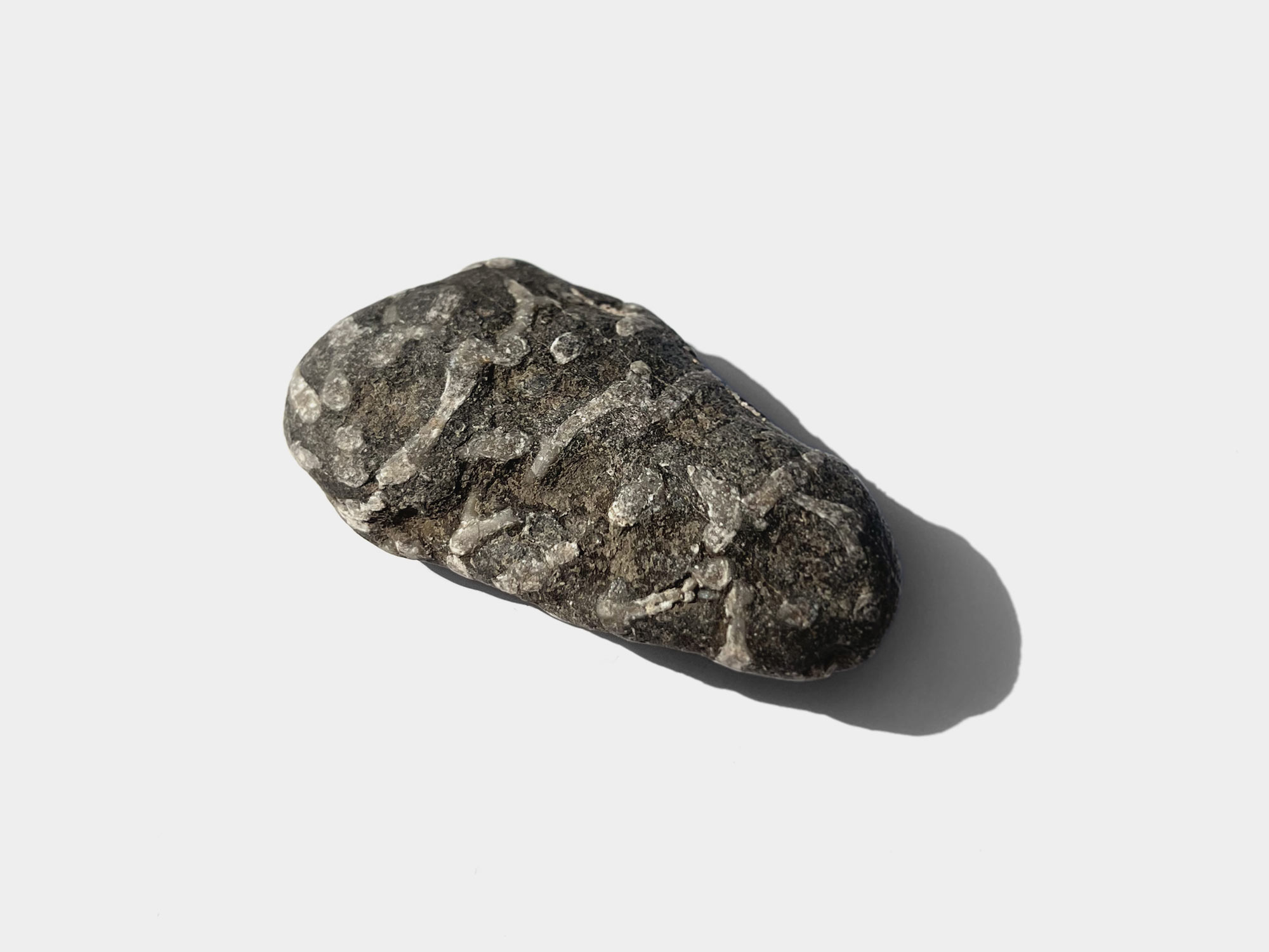 Found at Gibraltar Point, Skegness, England. August 2022