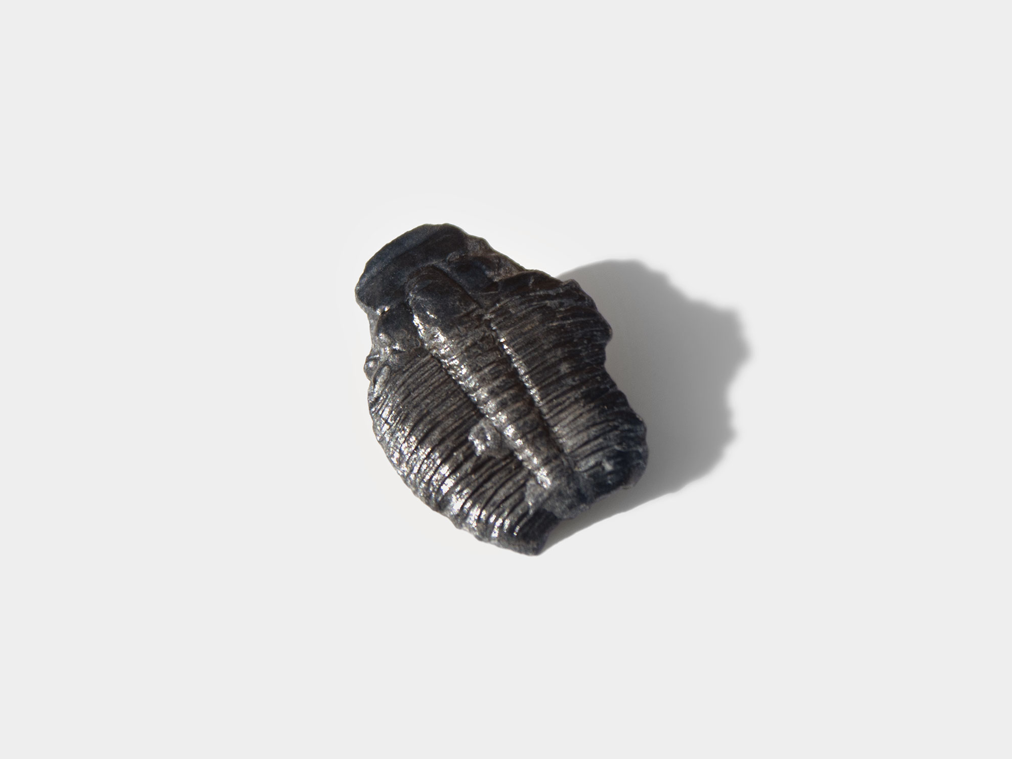 Trilobite [purchased specimen]. Originally found in Morocco
