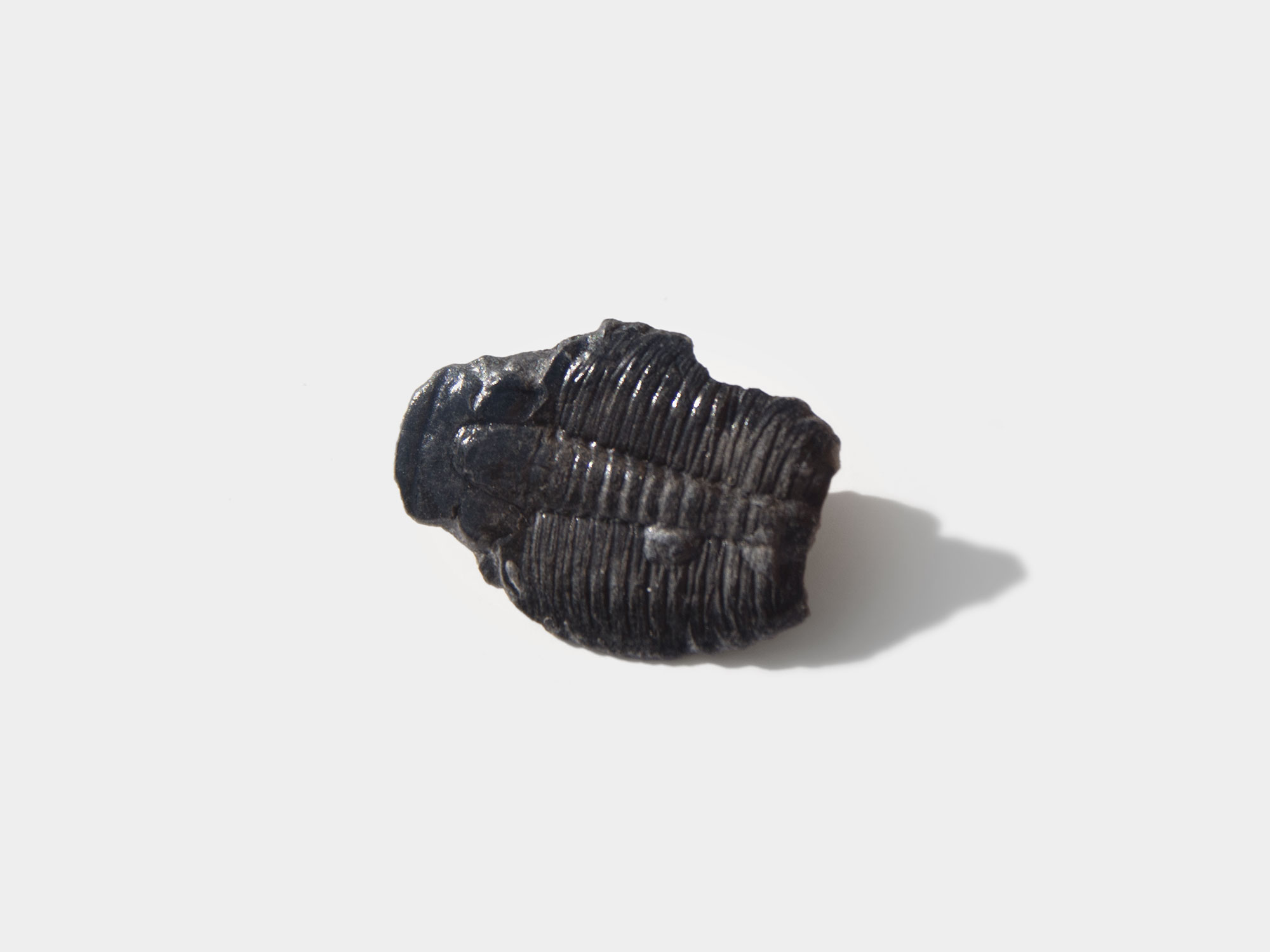 Trilobite [purchased specimen]. Originally found in Morocco