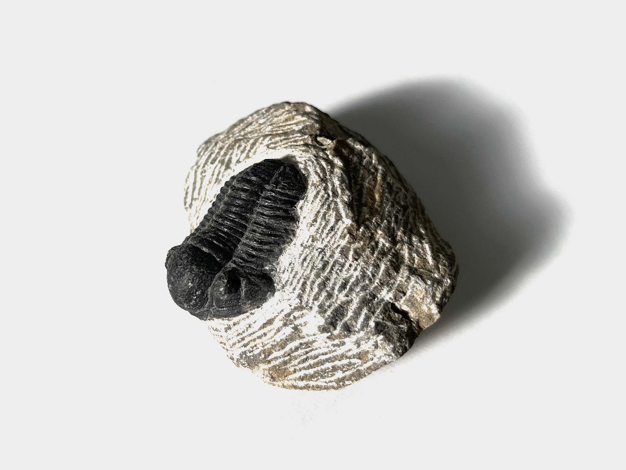 Trilobite, Proetus, 400 million years old [purchased in Barcelona]. Originally found in Morocco