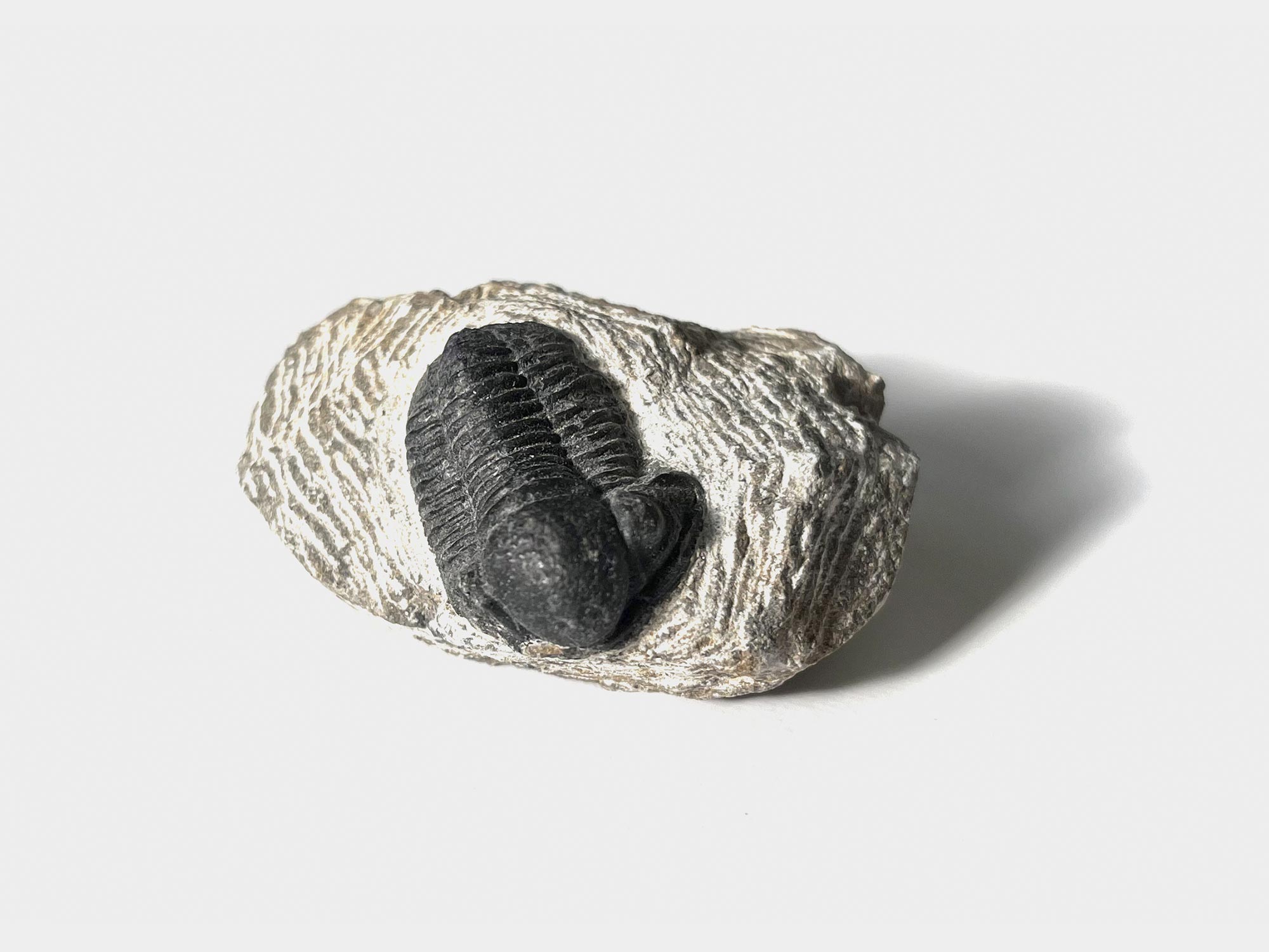 Trilobite, Proetus, 400 million years old [purchased in Barcelona]. Originally found in Morocco