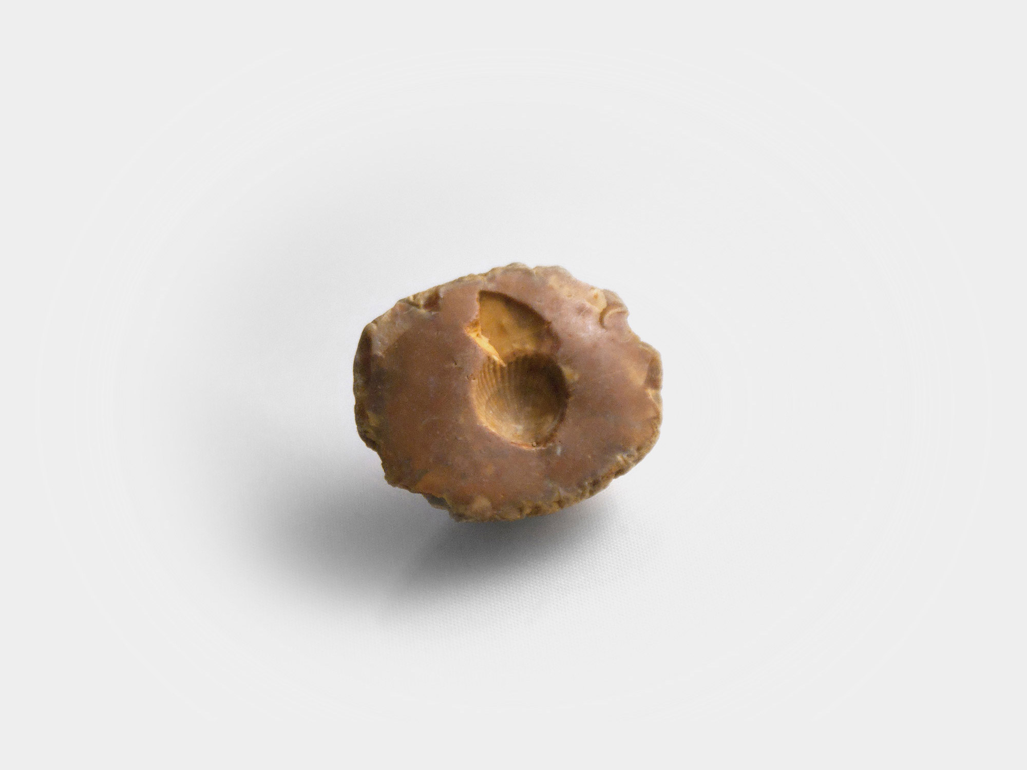 Small brachiopod impression found in a quarry, south east England