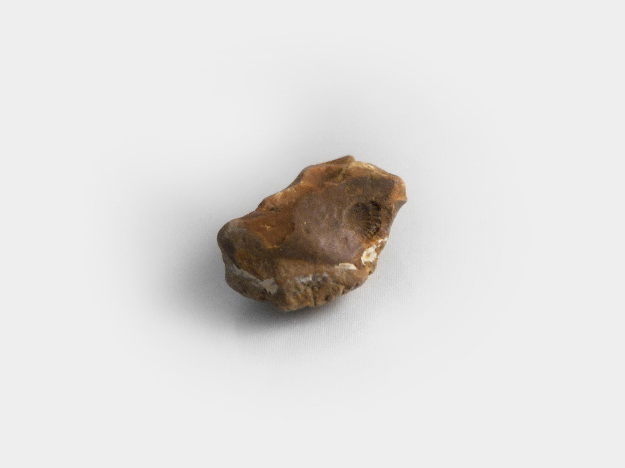 Small brachiopod impression found in a quarry, south east England