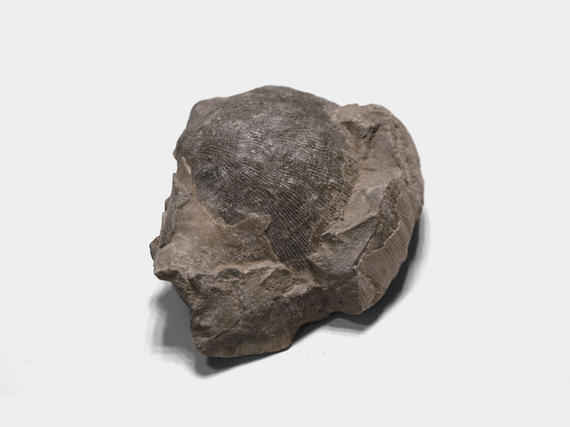 Brachiopod, Rhynchonellida. Found in the UK