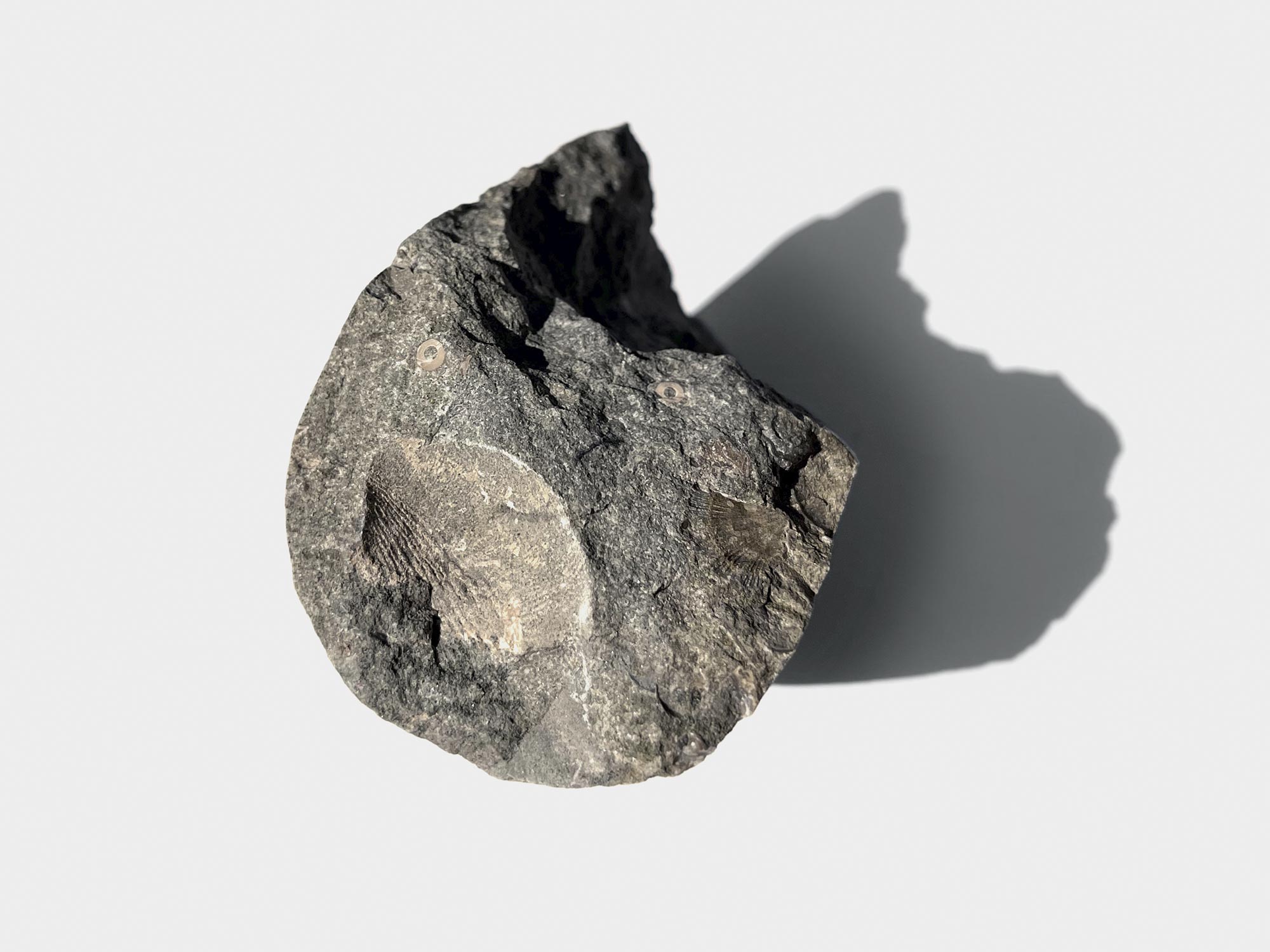 Found on Lyme Regis beach, Dorset, England. June 2022