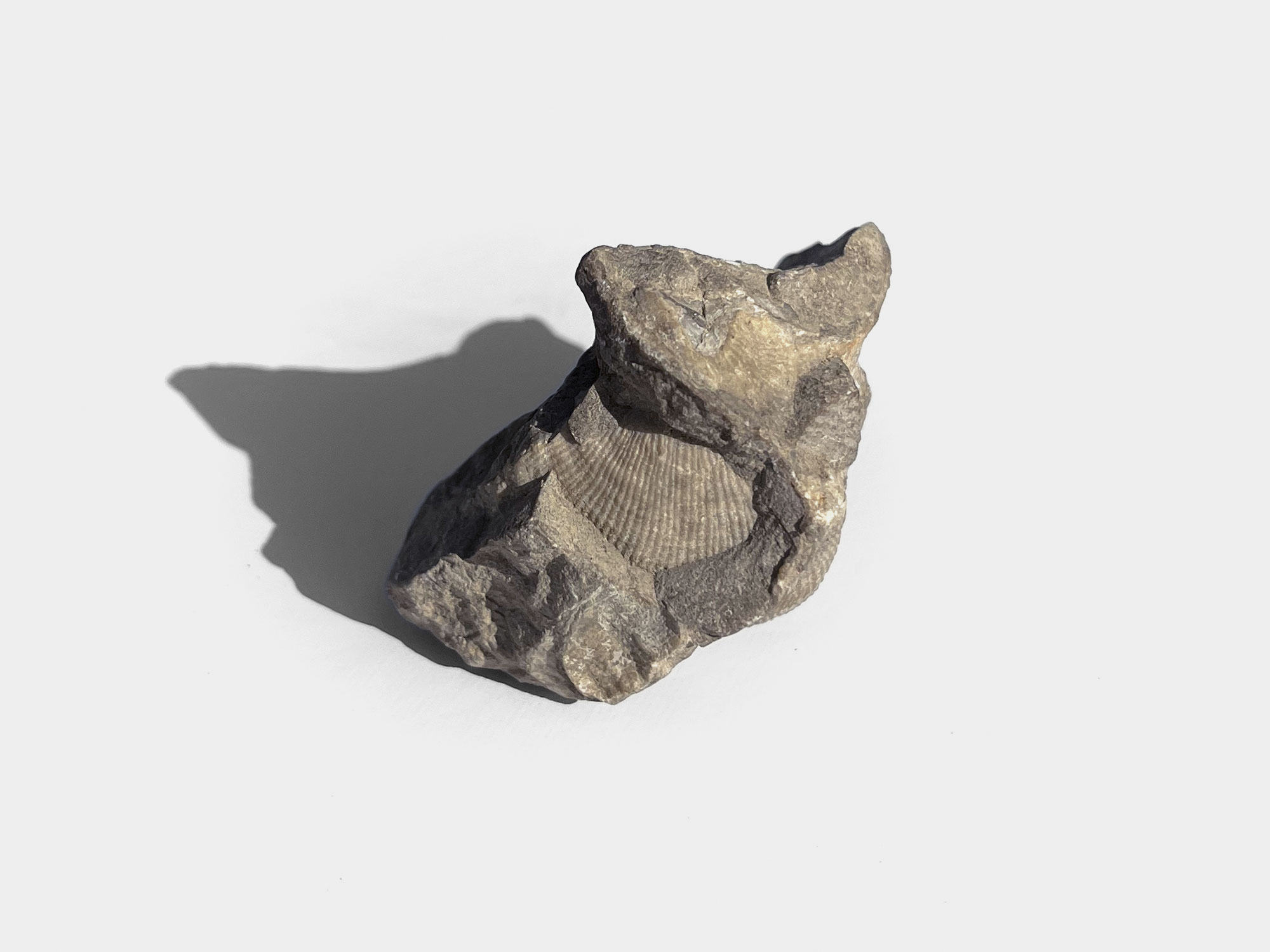 Brachiopod found in the UK