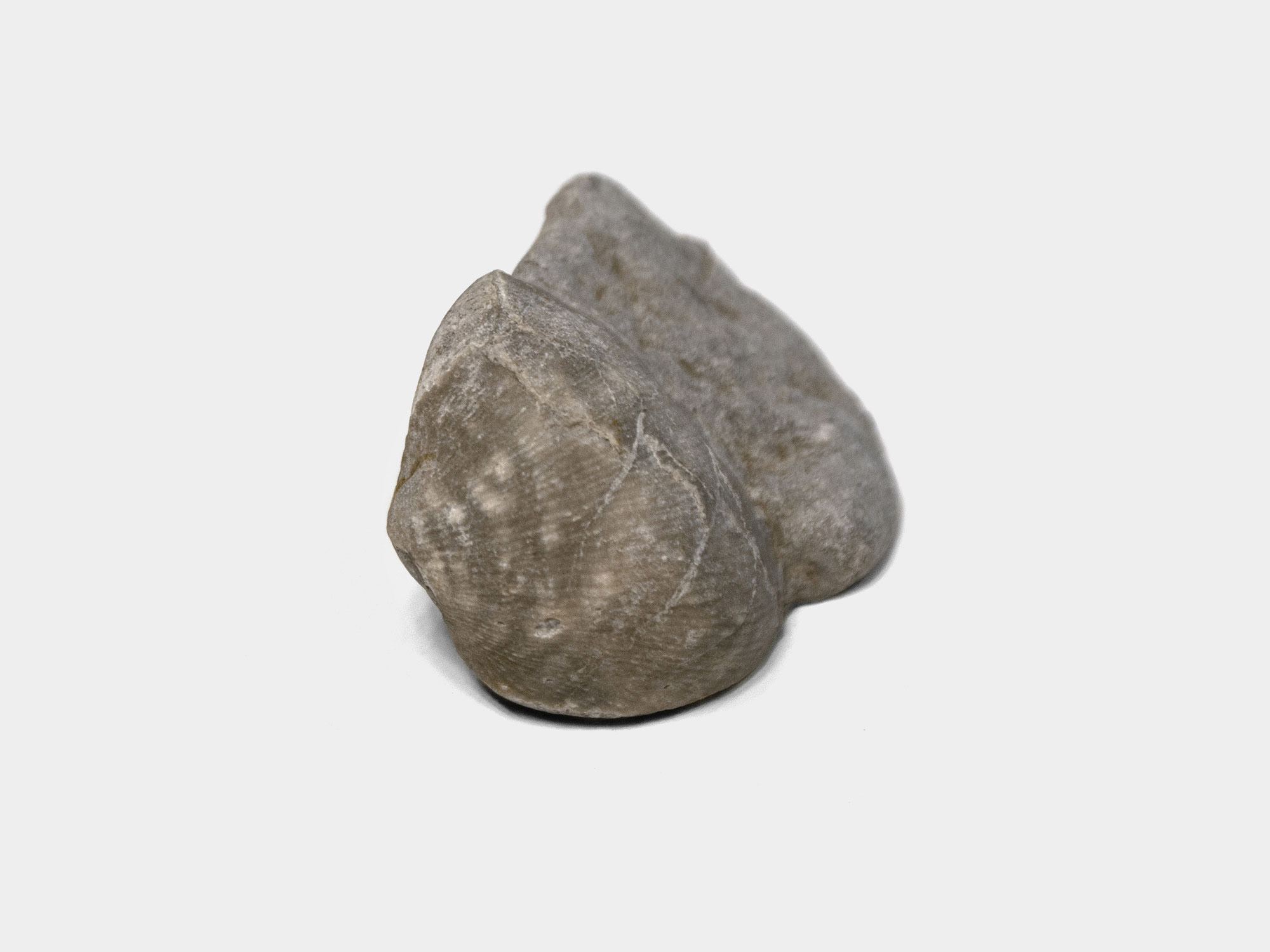 Brachiopod, Rhynchonellida. Found in the UK