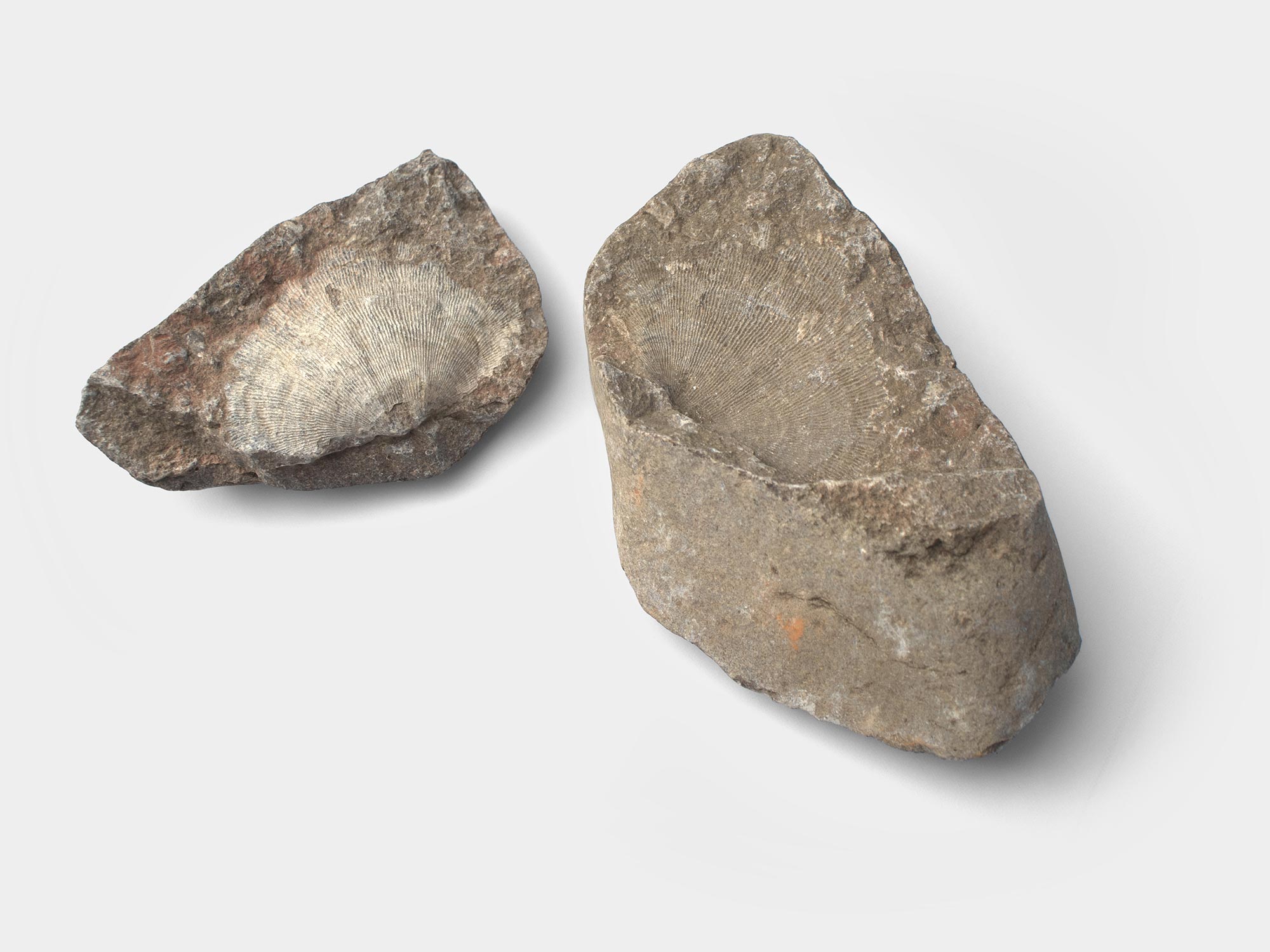 Large fossilised brachiopod and its counterpart impression, found in Wales