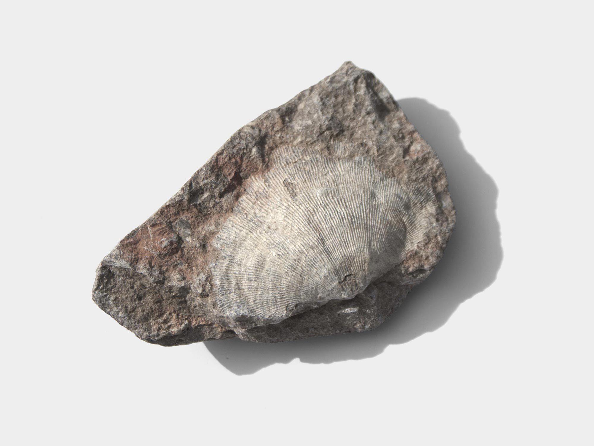 Large fossilised brachiopod, found in Wales