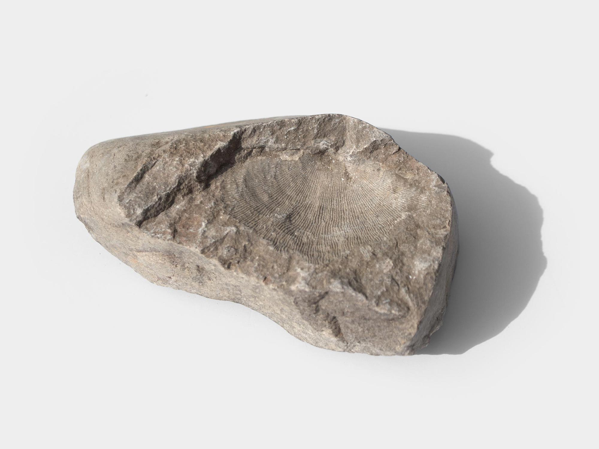 Large fossilised brachiopod impression, found in Wales