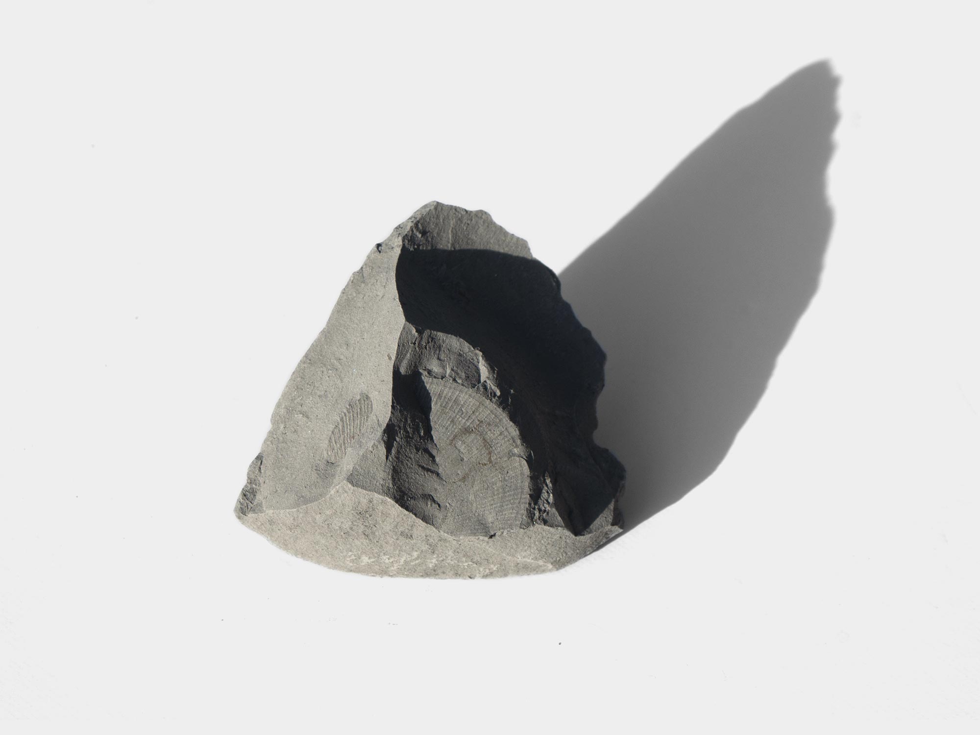 Brachiopod found at Ringstead bay, Dorset, England. September 2021