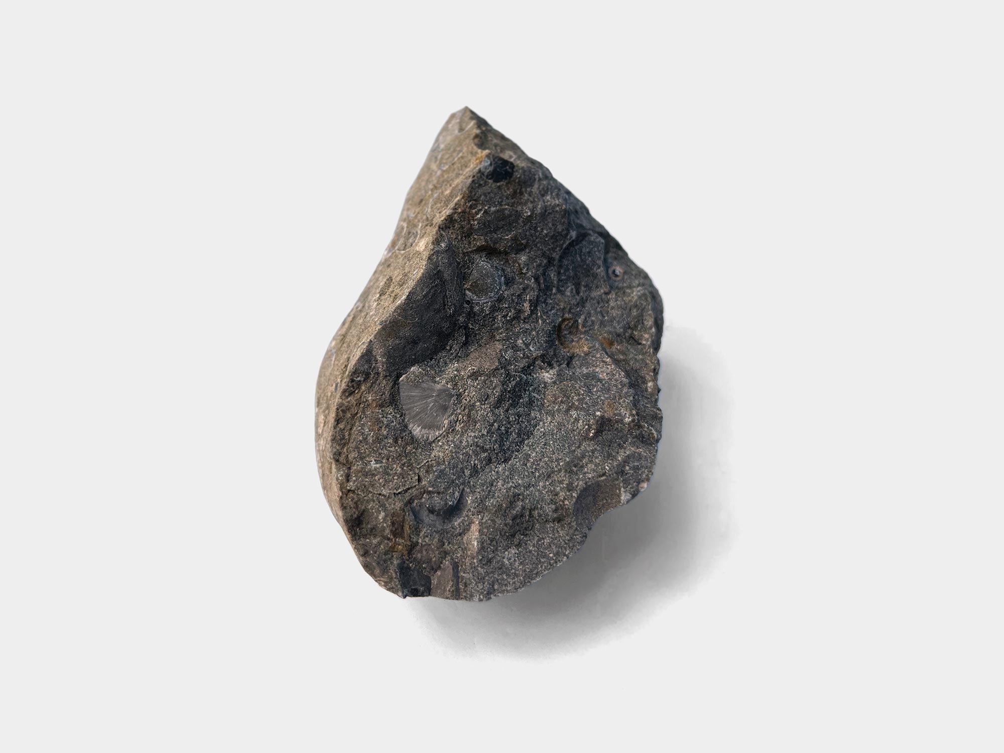 Brachiopod shell found within a cracked open rock on Charmouth beach, Dorset, England. June 2022