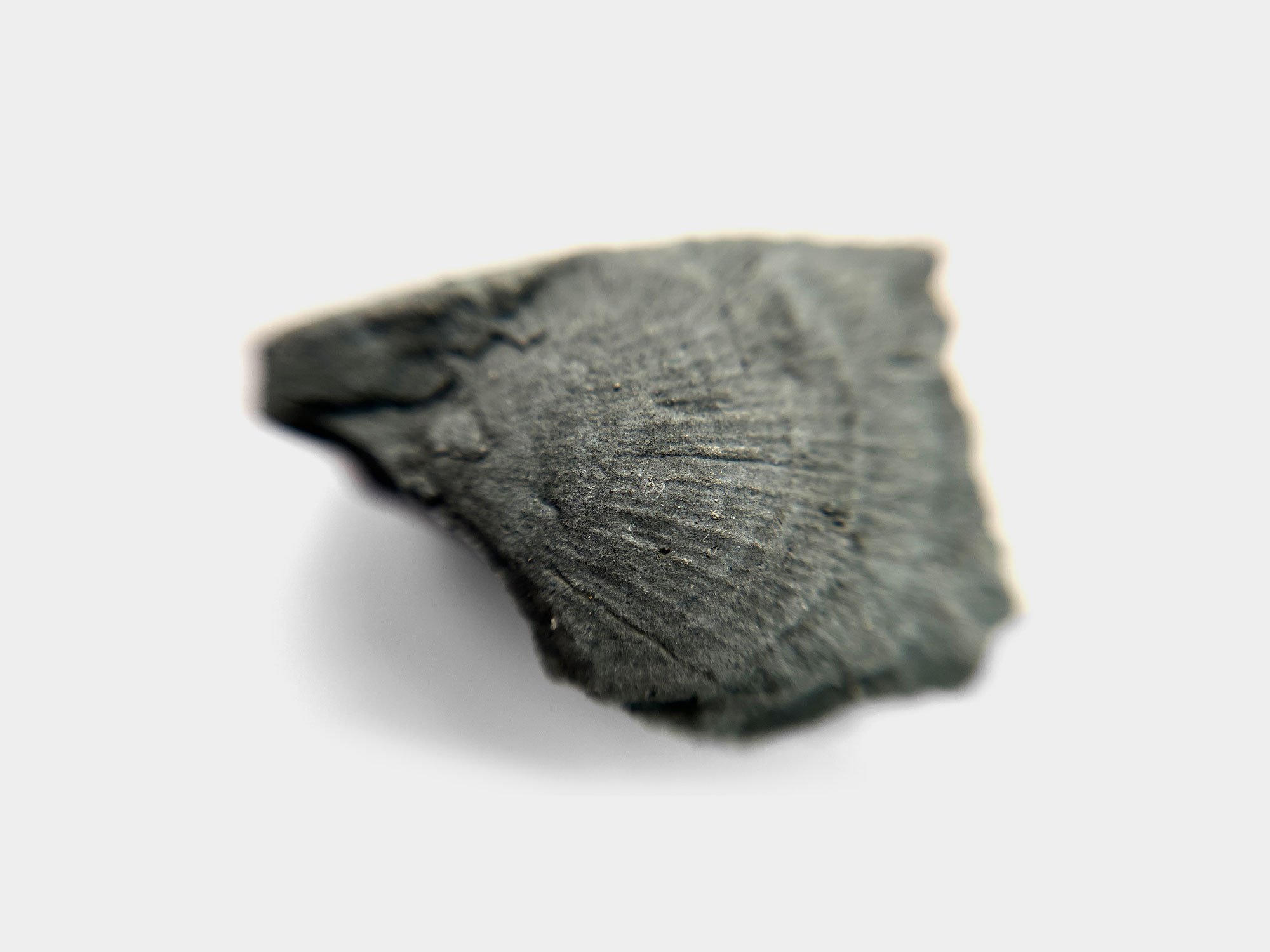 Small brachiopod found on Seatown beach, Dorset, England. January 2023