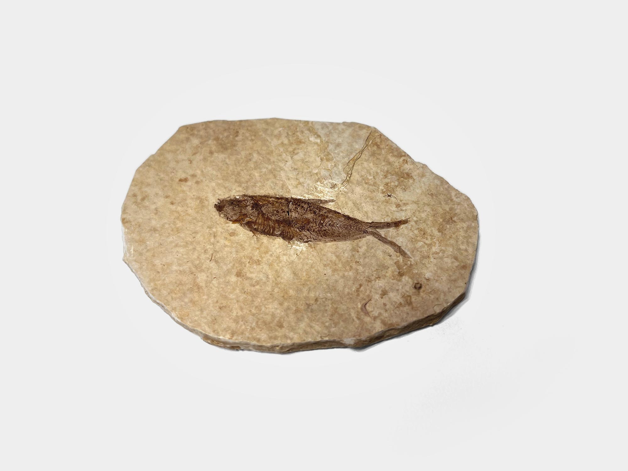 Knightia Alta, fossil herring. Approx 50 million years old. From the Green River Formation, Wyoming, USA [Purchased in Dorset]