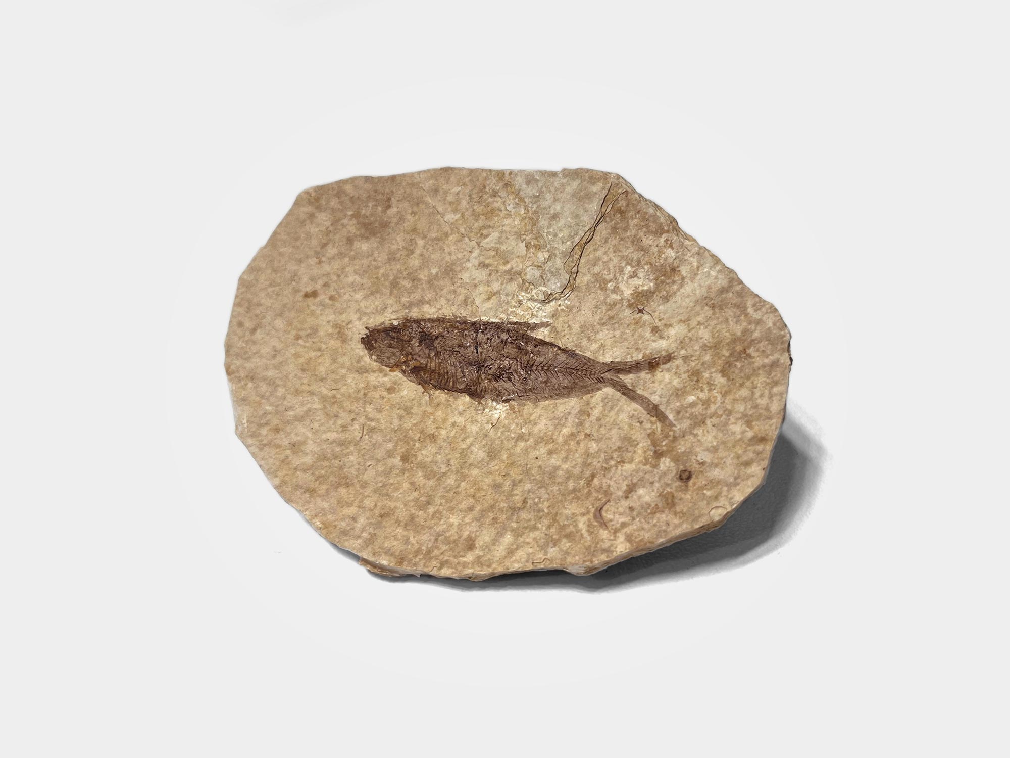 Knightia Alta, fossil herring. Approx 50 million years old. From the Green River Formation, Wyoming, USA [Purchased in Dorset]