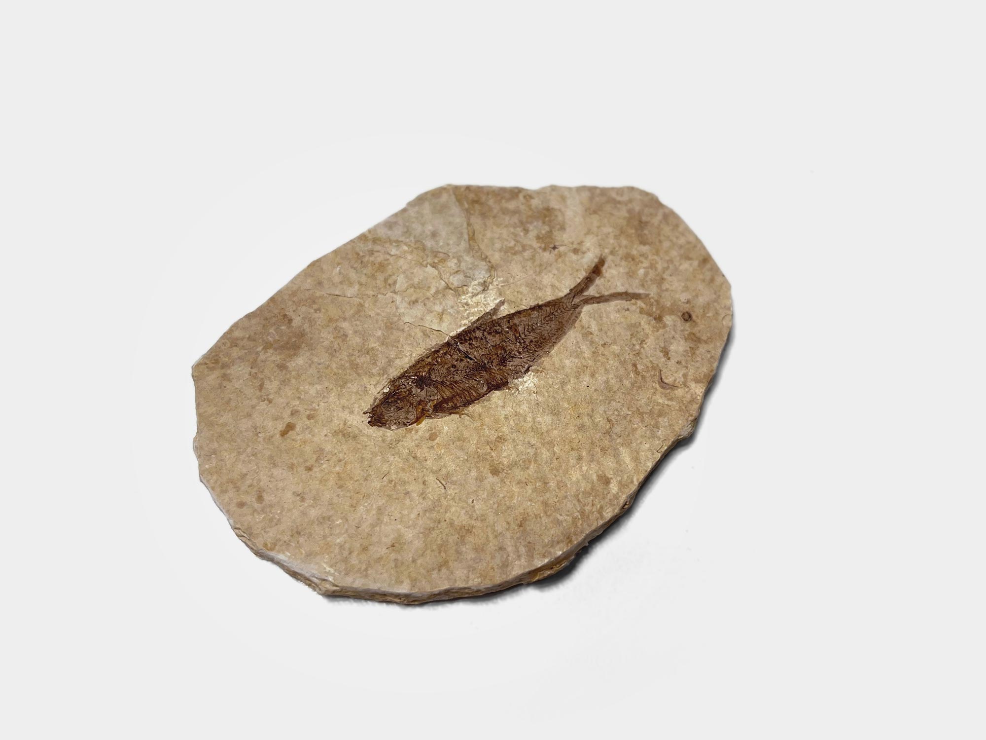 Knightia Alta, fossil herring. Approx 50 million years old. From the Green River Formation, Wyoming, USA [Purchased in Dorset]