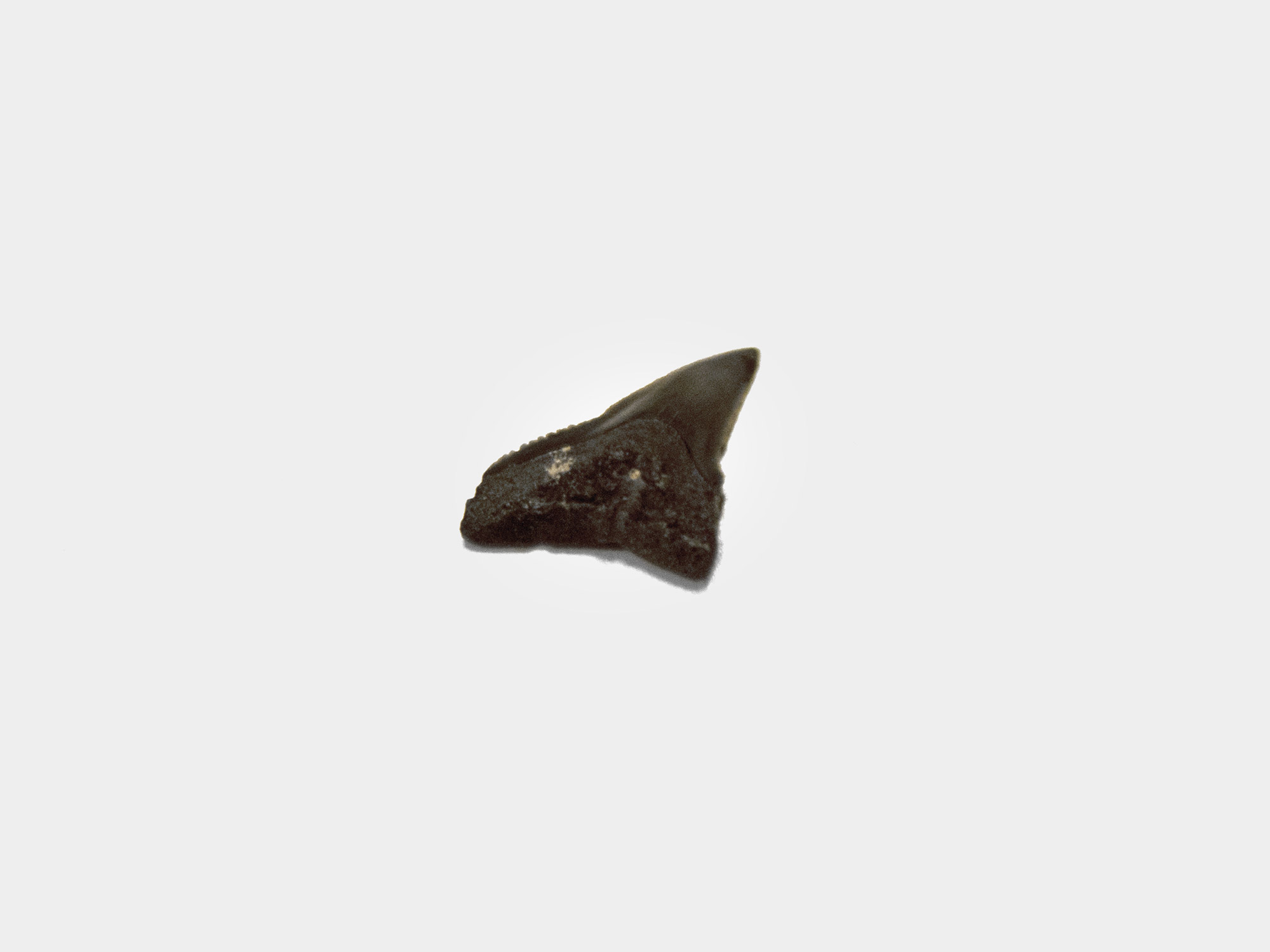 Bull shark tooth, USA [purchased specimen]