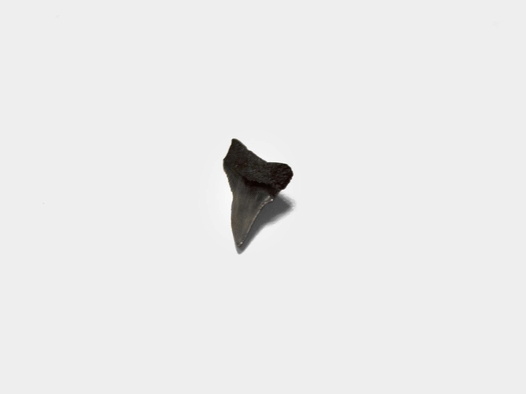 Bull shark tooth, USA [purchased specimen]