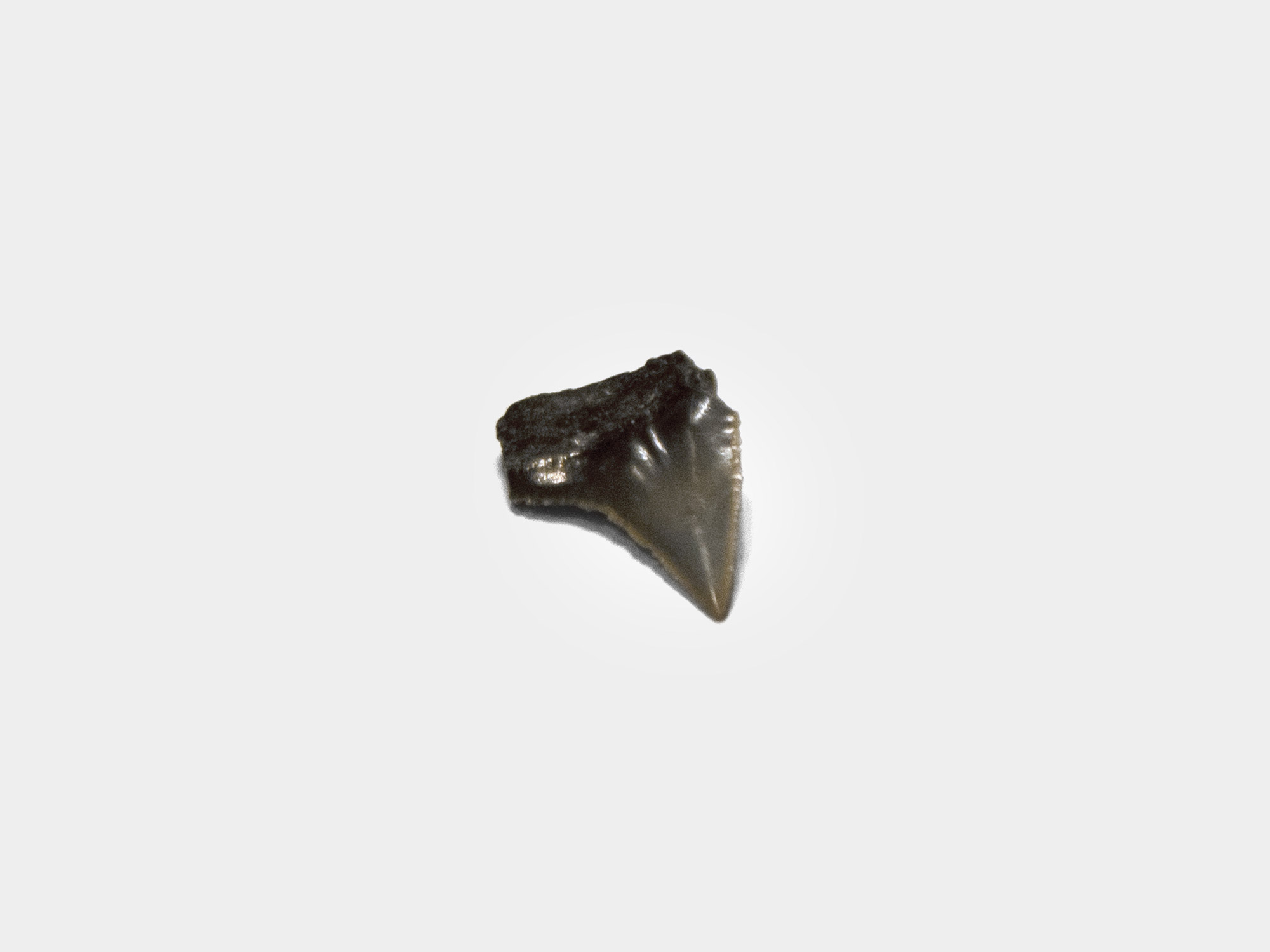 Bull shark tooth, USA [purchased specimen]