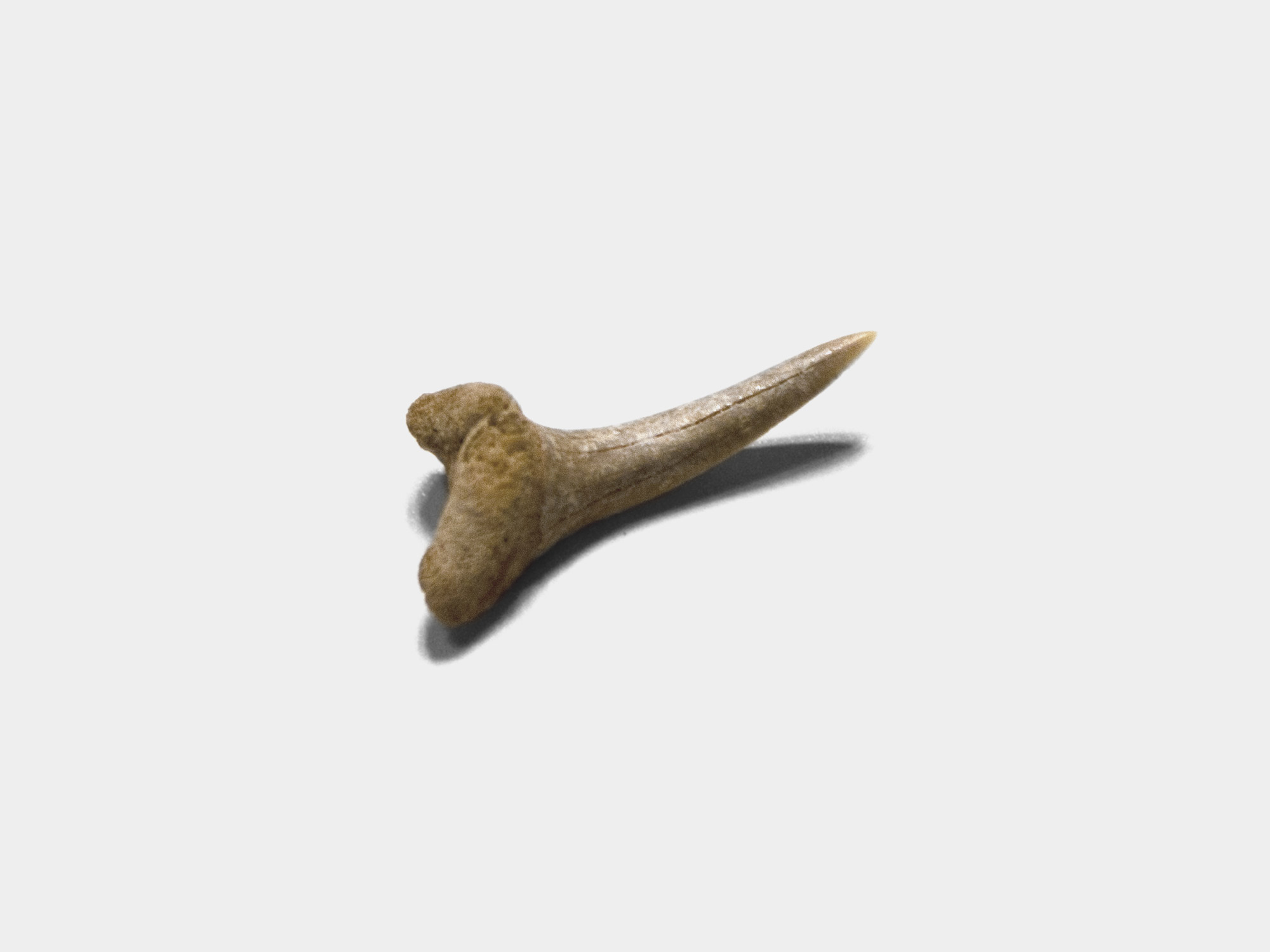 Odontaspis sp. sand shark tooth [purchased specimen]
