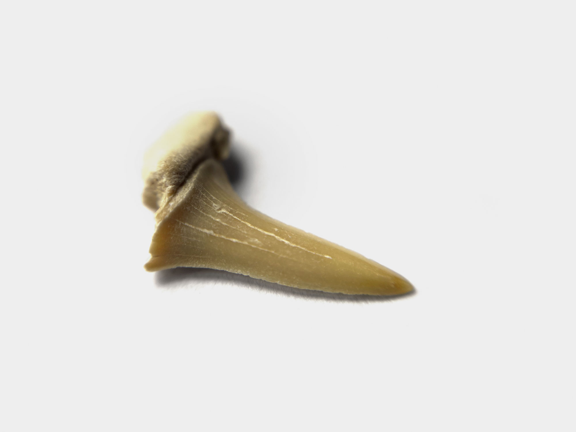 Sand shark tooth, Morocco, North Africa [purchased specimen]