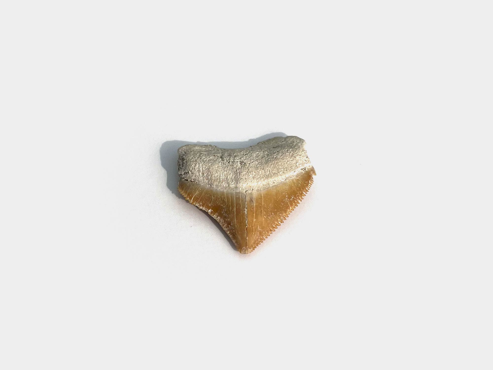 Squalicorax. crow shark tooth, Morocco [purchased specimen]