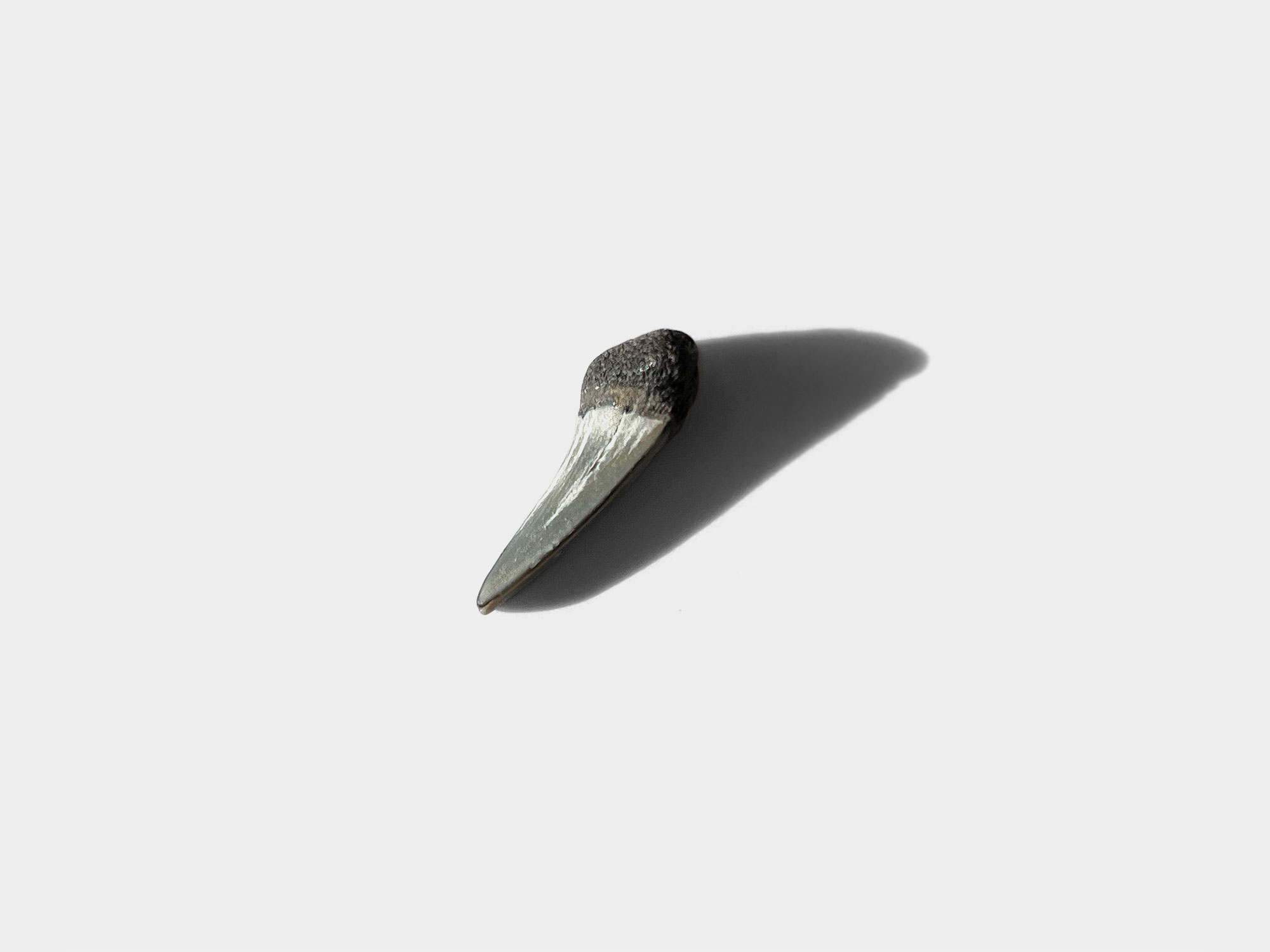 Shark tooth found at Bracklesham Bay, England. August 2023