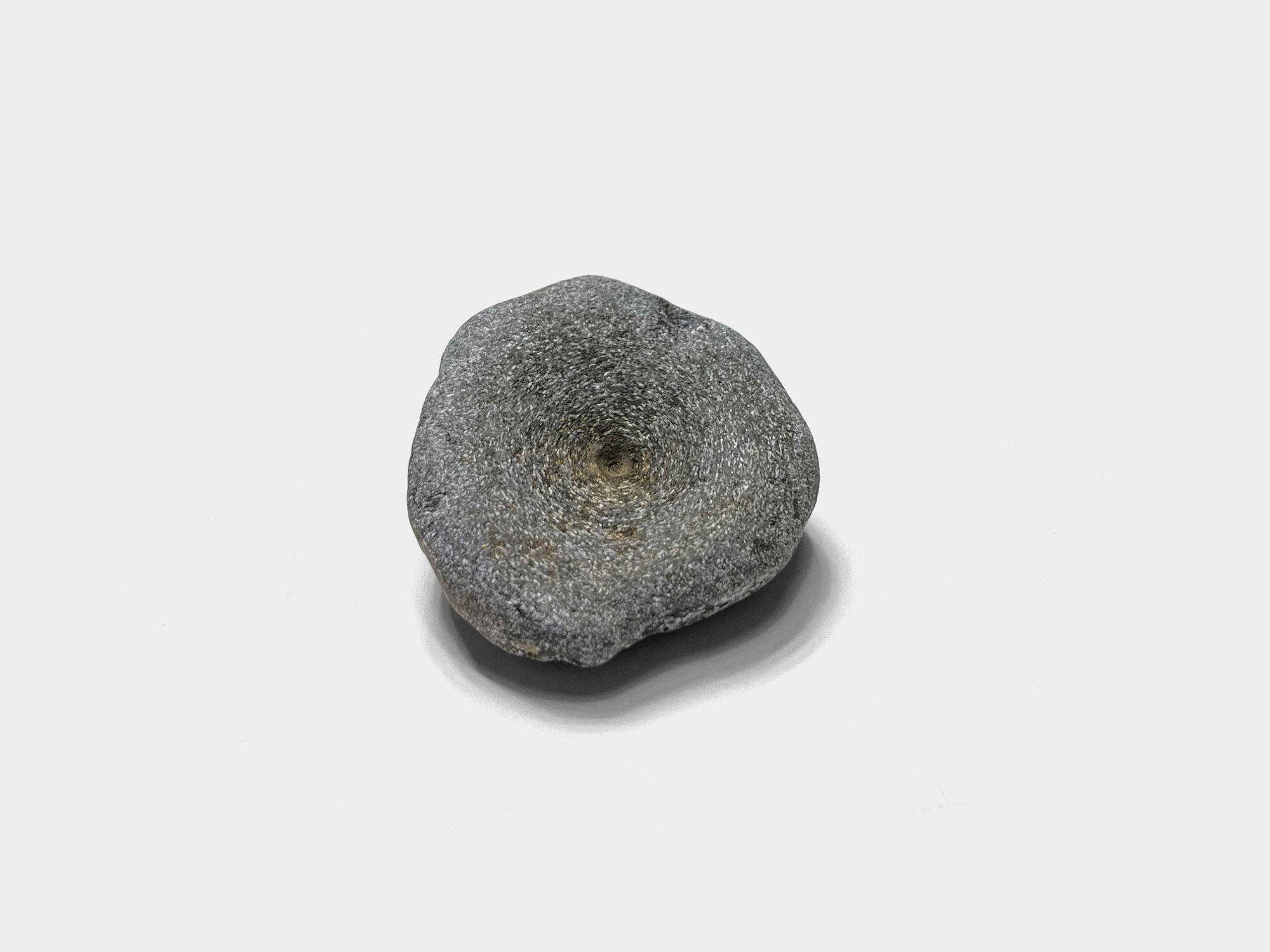 Ichthyosaur vertebra. Found on Charmouth beach, Dorset, England. January 2023