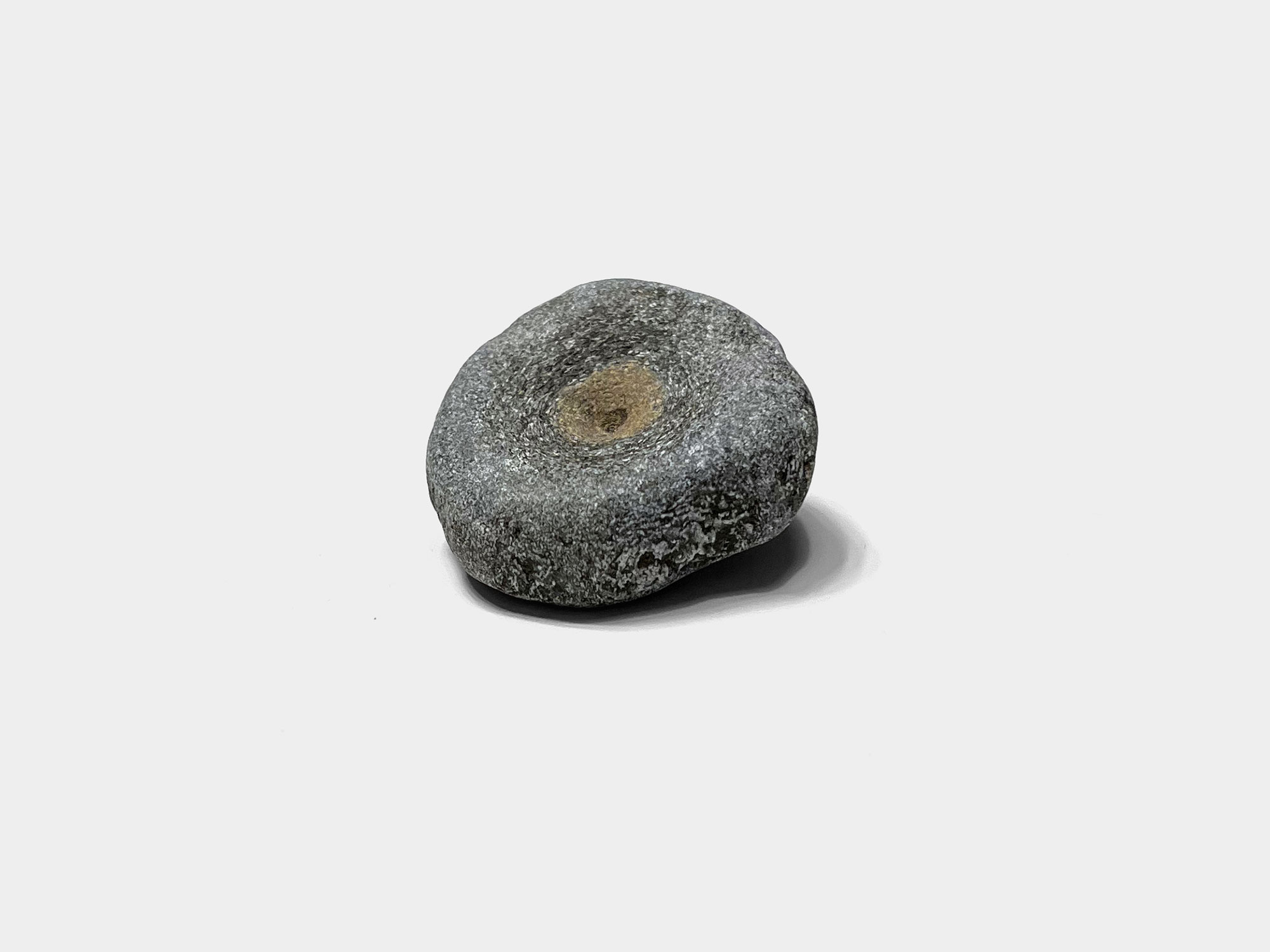 Ichthyosaur vertebra. Found on Charmouth beach, Dorset, England. January 2023