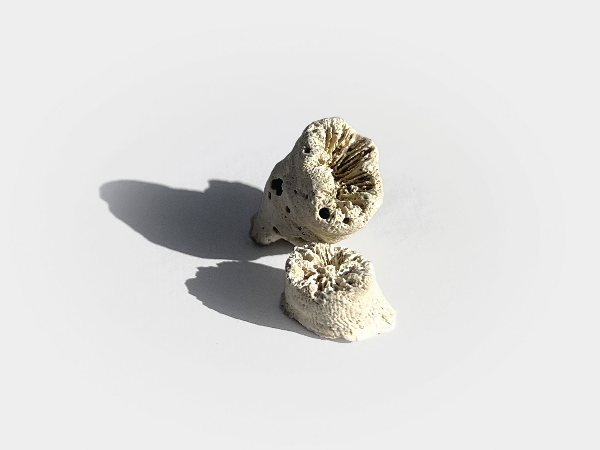 Stony corals (Scleractinia) have existed since the mid-Triassic period, from about 247.2 million years ago to present day