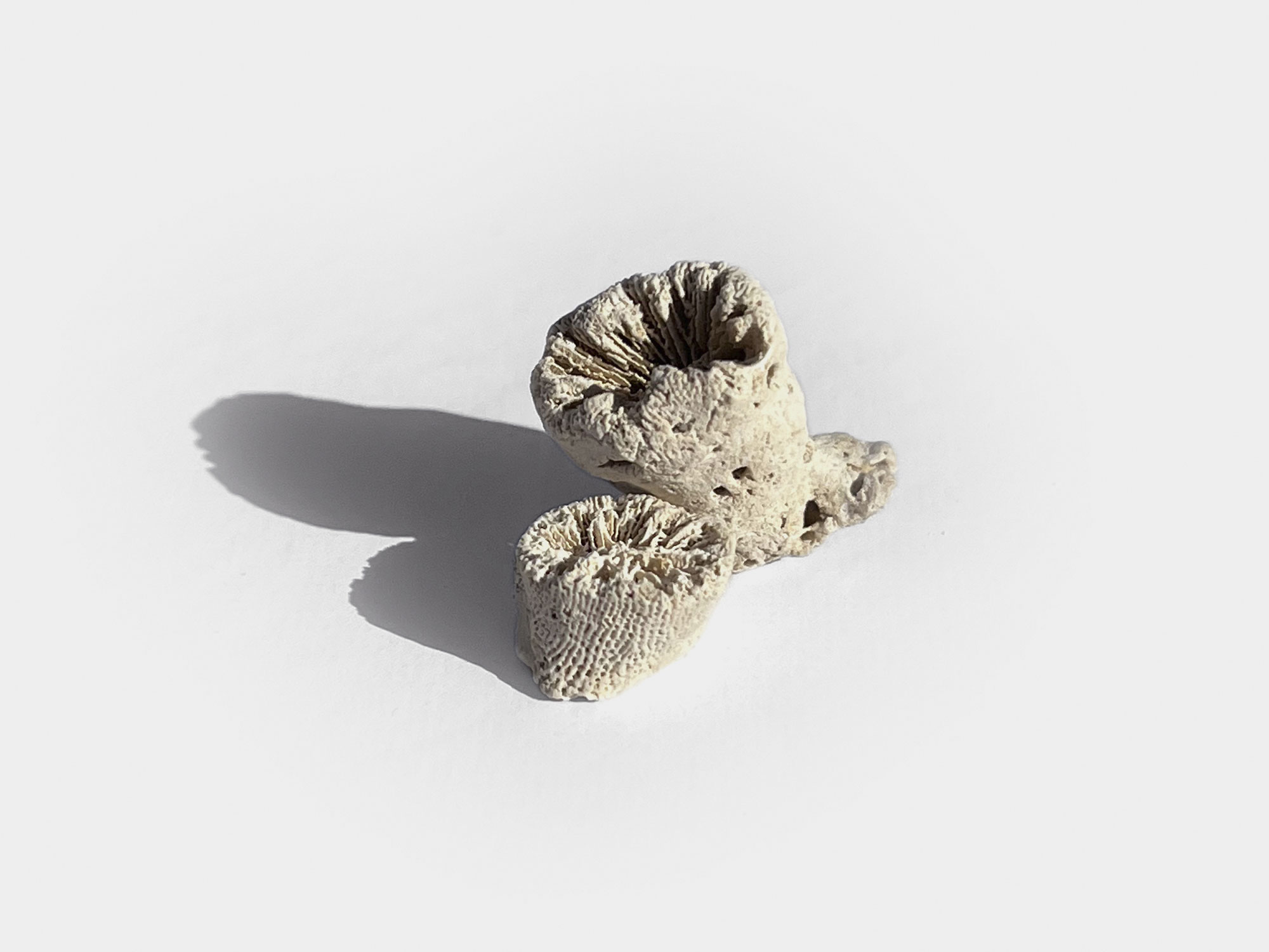 In just 50 years, corals have suffered a 50% decline due to the continued warming and acidifying of our oceans