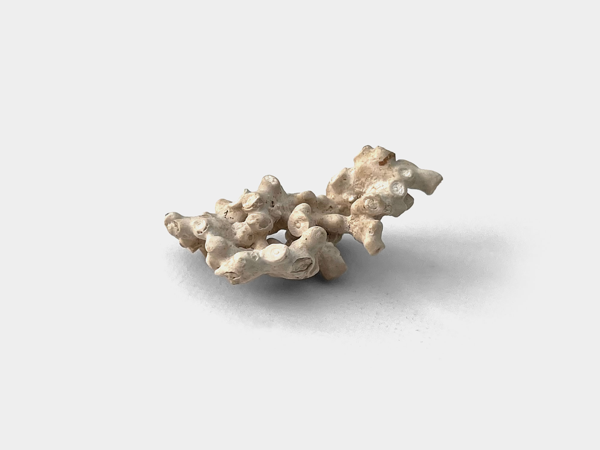 Stony corals (Scleractinia) have existed since the mid-Triassic period, from about 247.2 million years ago to present day