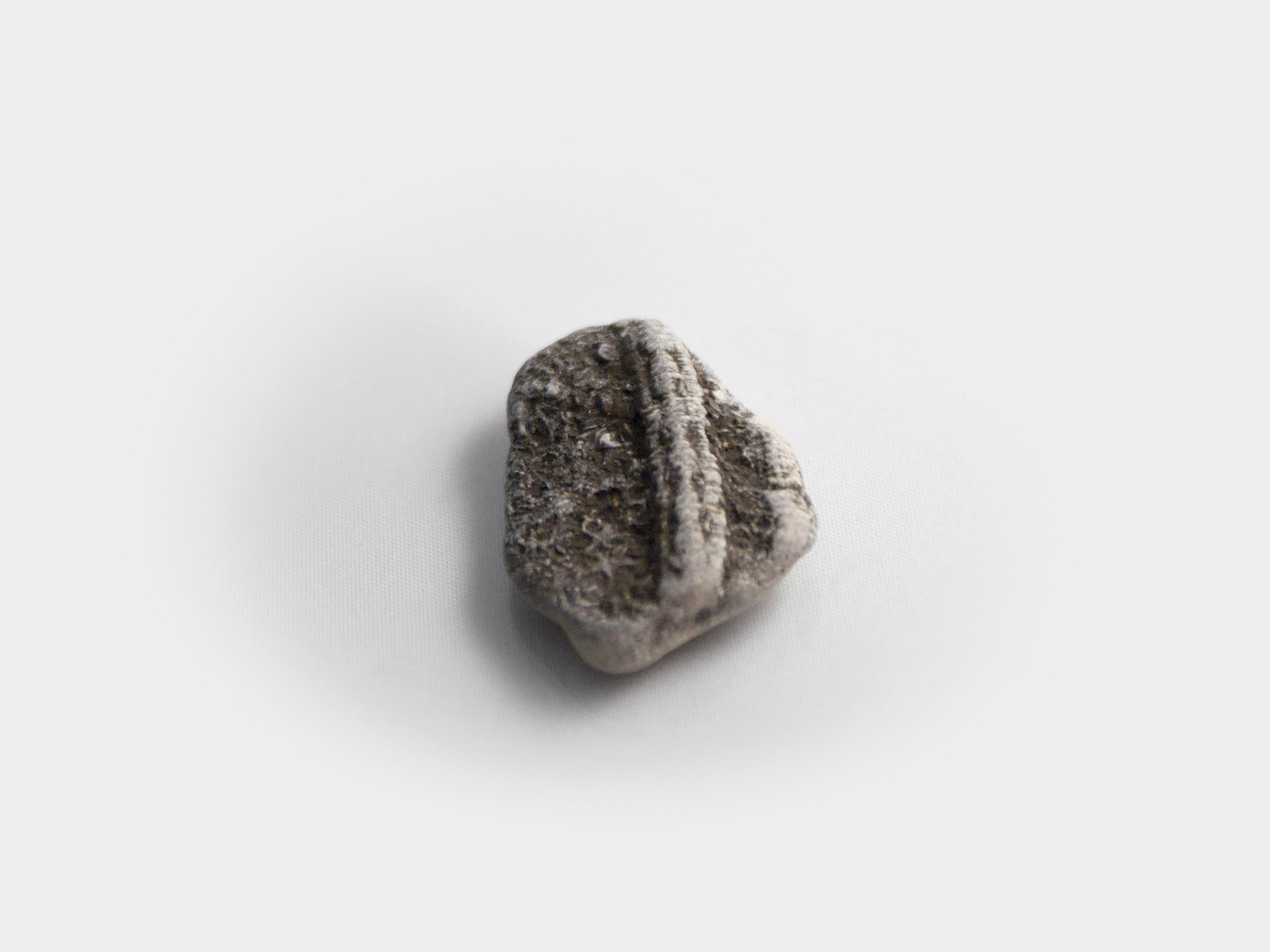 Crinoid. Found on Lyme Regis beach, Dorset, England