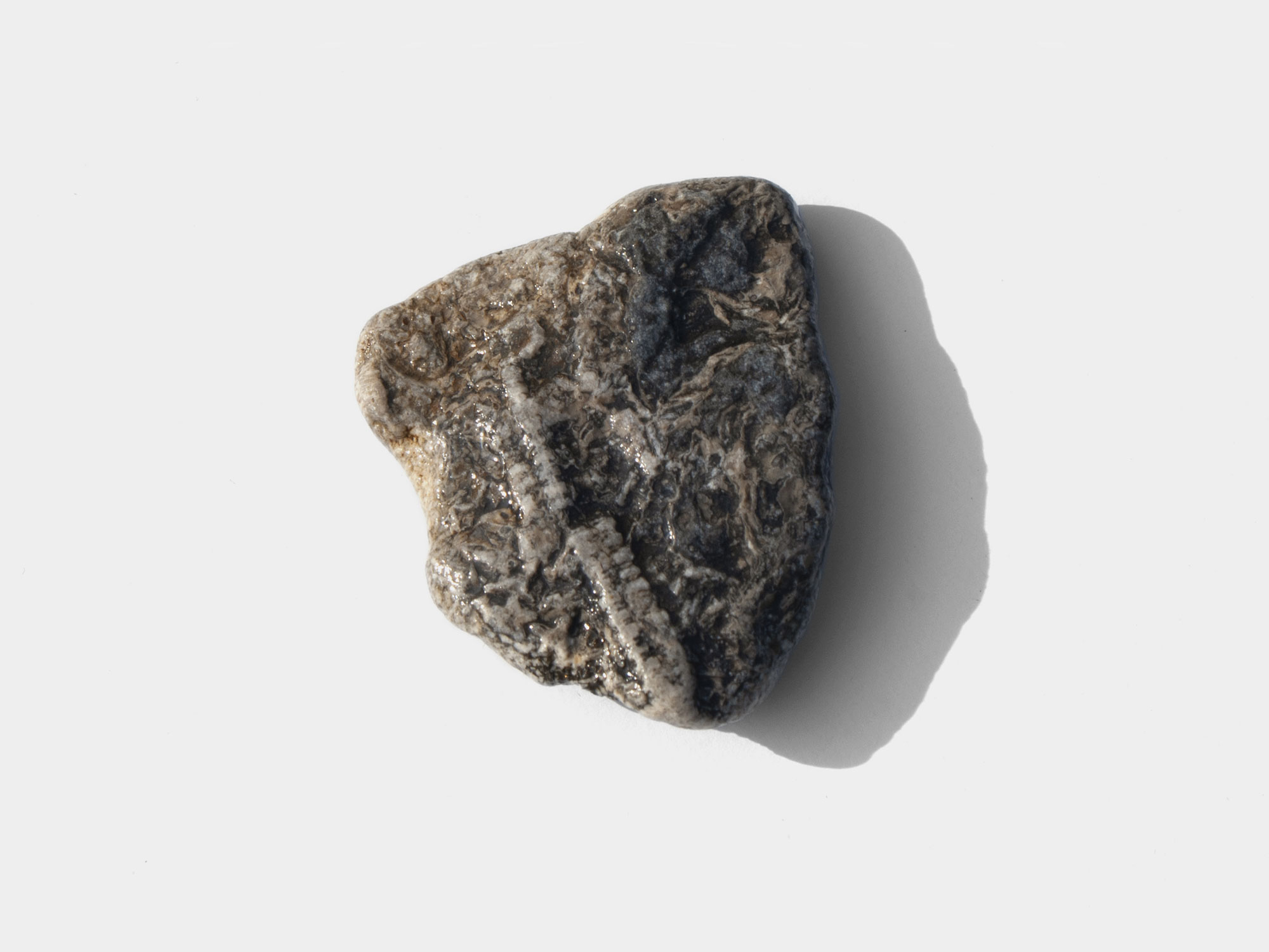 Crinoid found on Charmouth beach, Dorset, England. October 2021