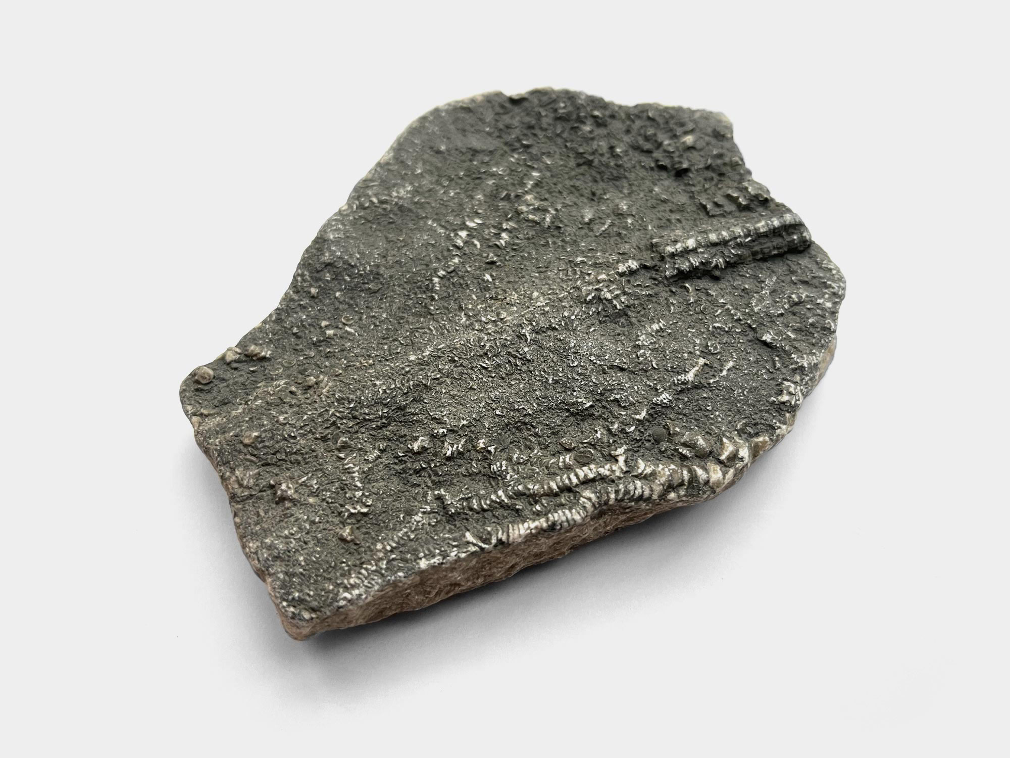 Found on Lyme Regis beach, Dorset, England