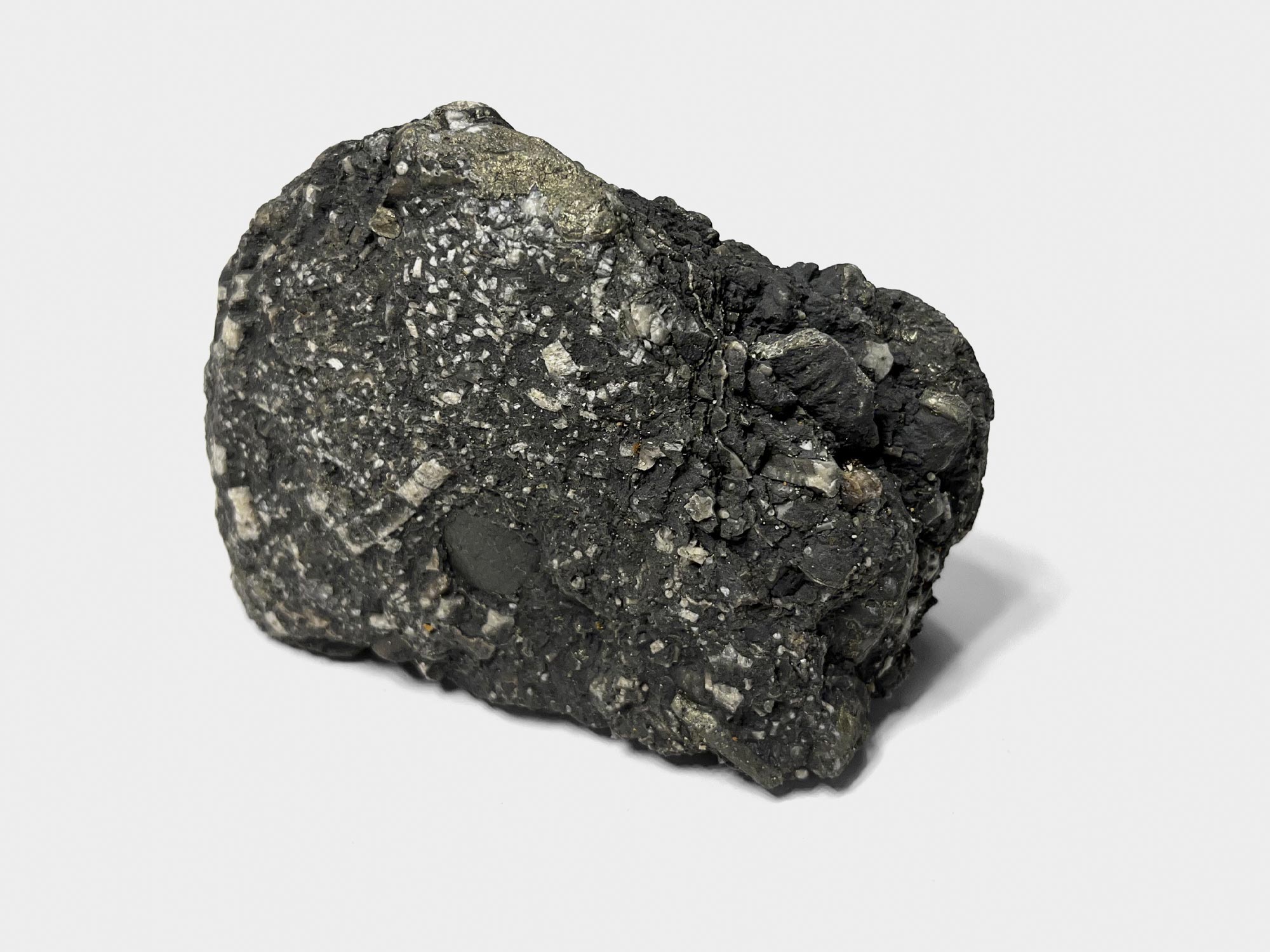 Crinoid found on Seatown beach, Dorset, England. January 2023