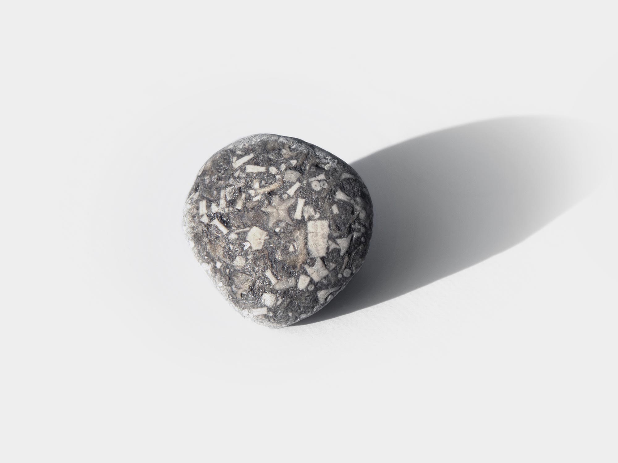 Crinoid found on Charmouth beach, Dorset, England. October 2021