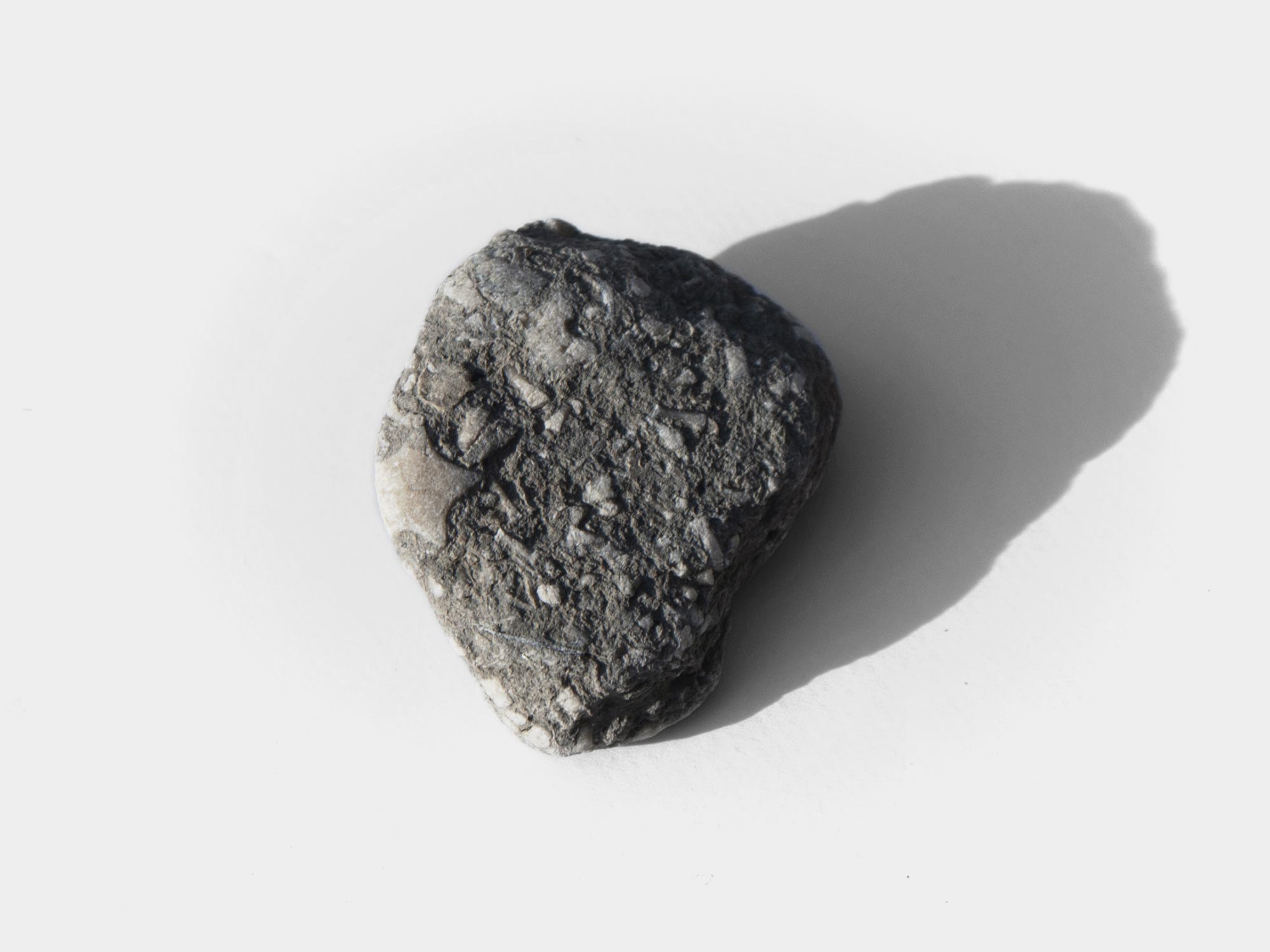 Star-shaped crinoid columnals found on Charmouth beach, Dorset, England. October 2021