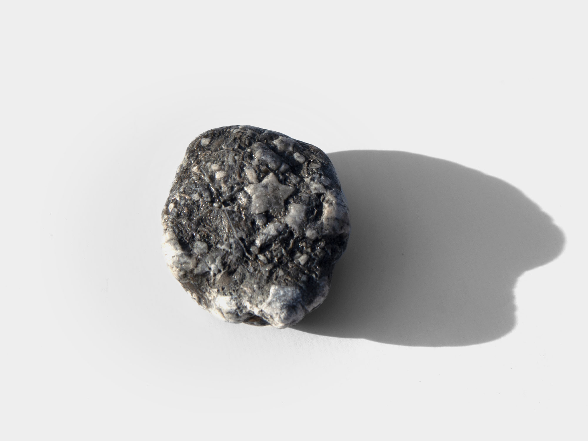 Crinoid found on Charmouth beach, Dorset, England. October 2021