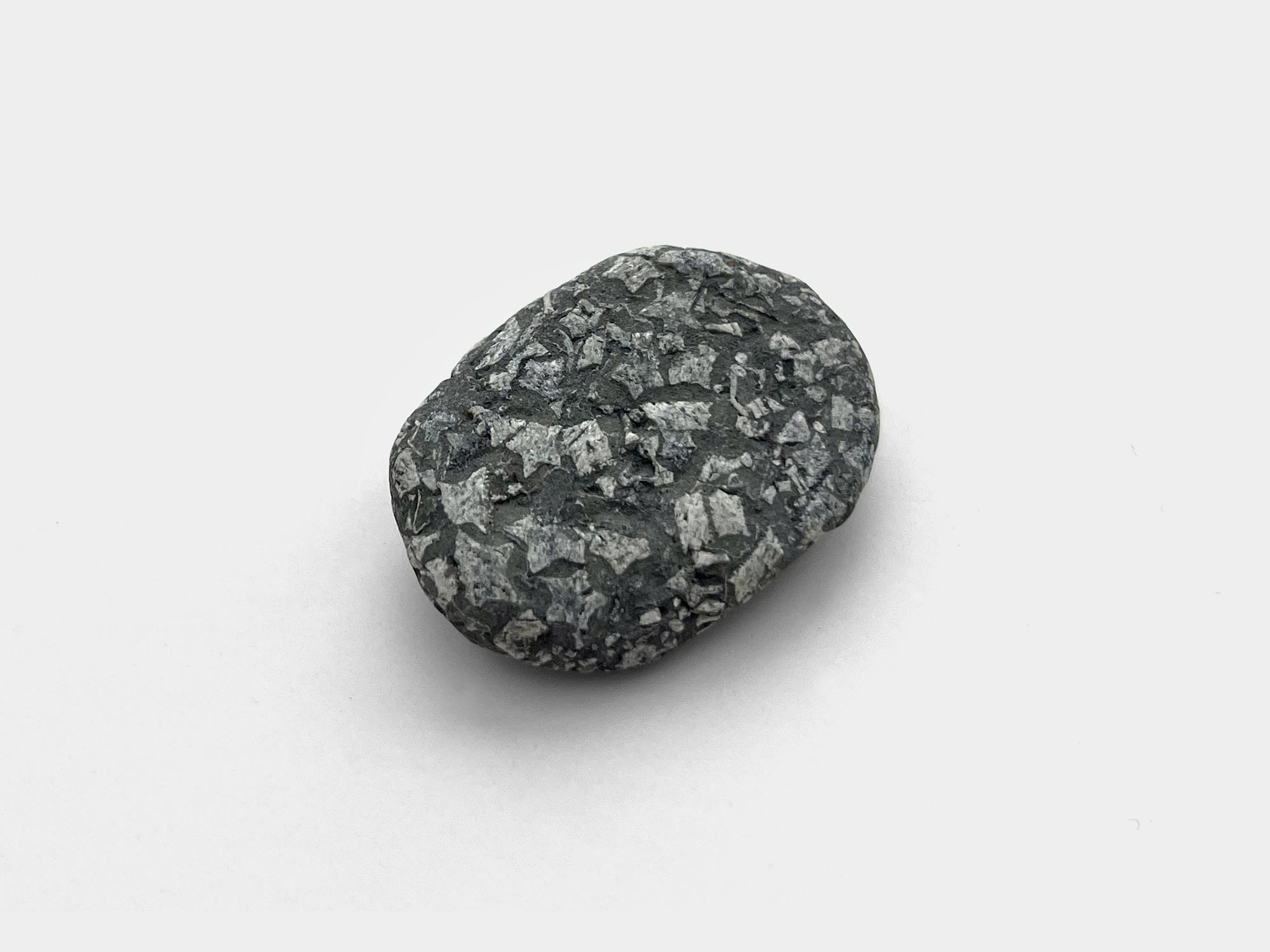 Crinoid found on Seatown beach, Dorset, England. January 2023