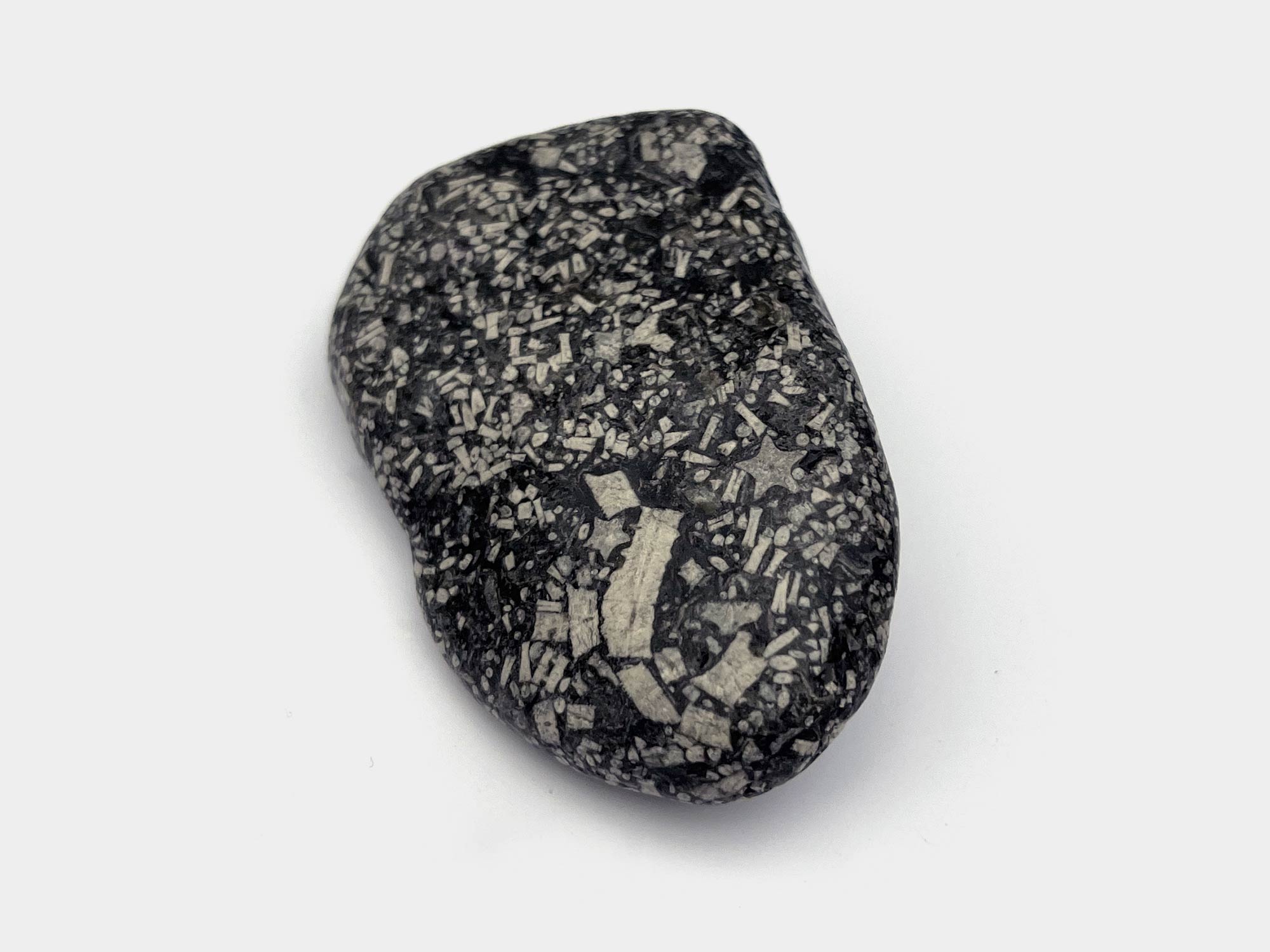 Found on Lyme Regis beach, Dorset, England. January 2023