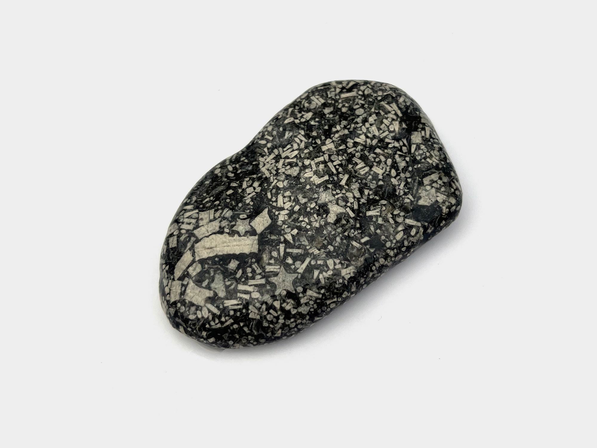 Found on Lyme Regis beach, Dorset, England. January 2023