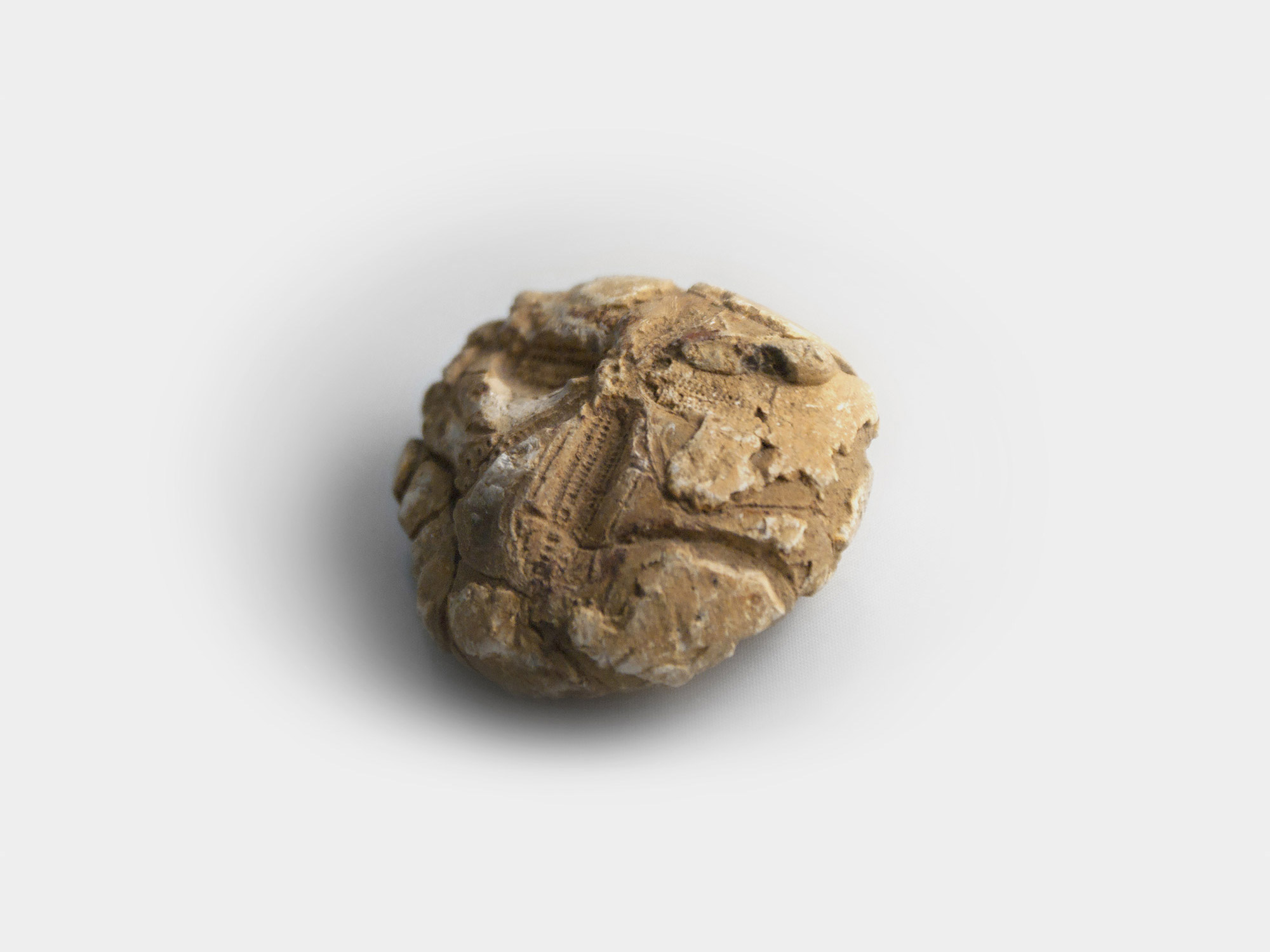 Fossilised sea urchin (Echinoid). Found in south-east England