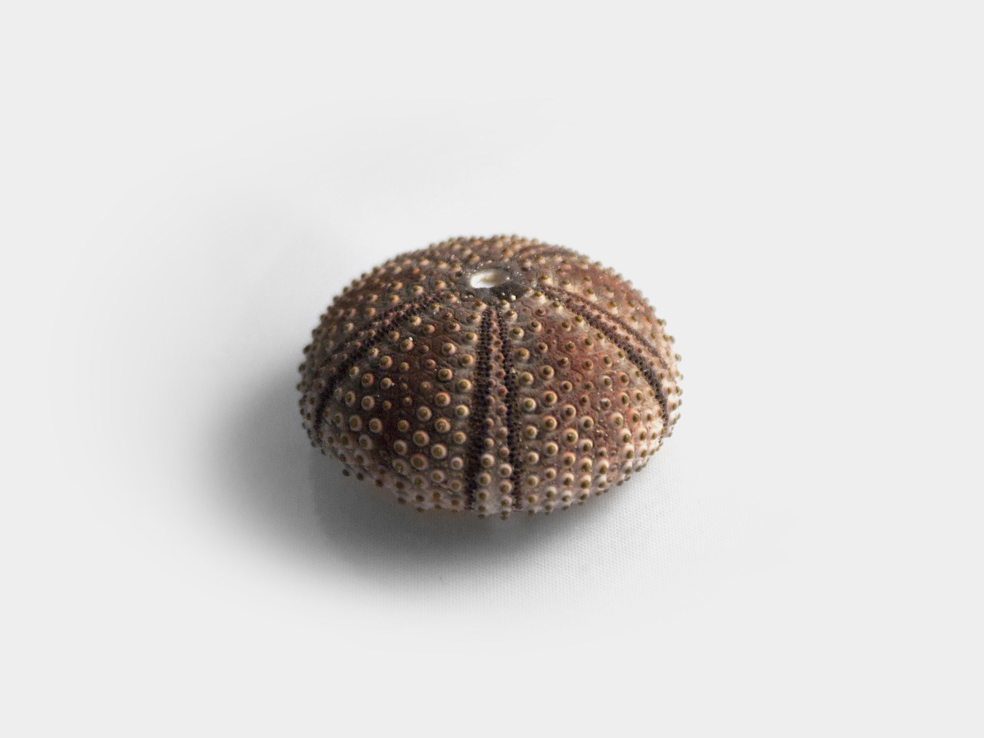 Preserved sea urchin test/shell
