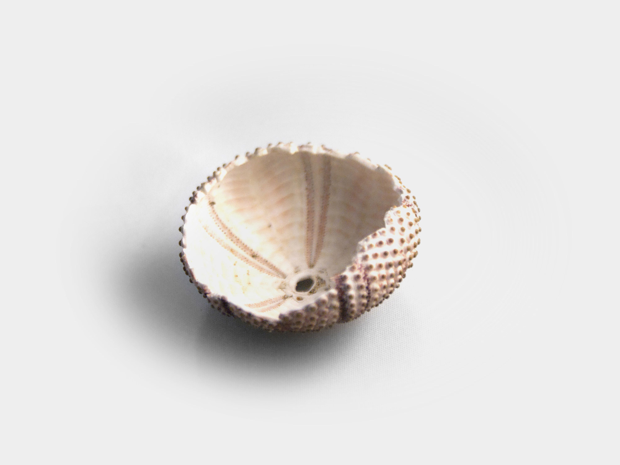 Preserved sea urchin test/shell