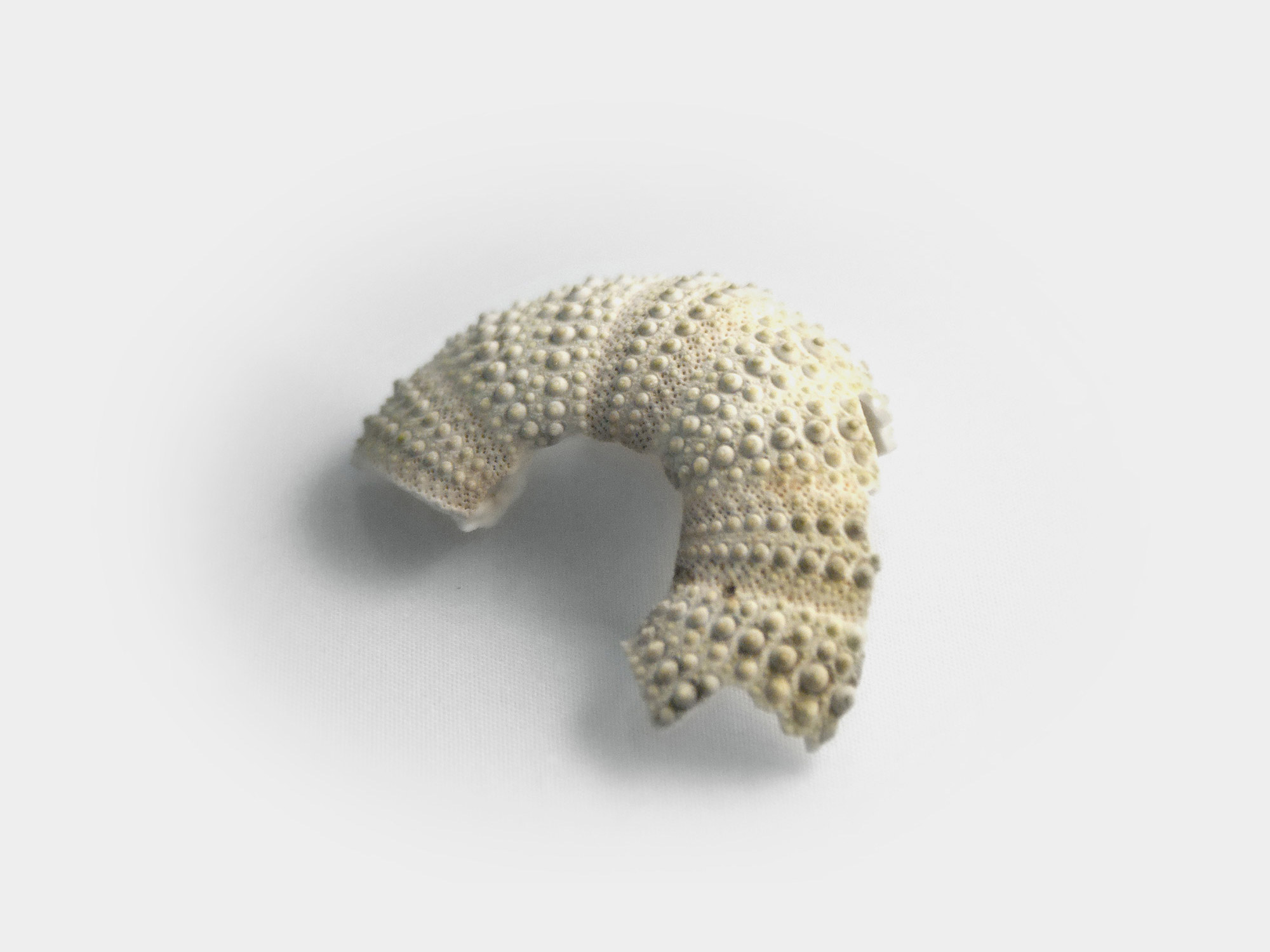 Preserved sea urchin test/shell section