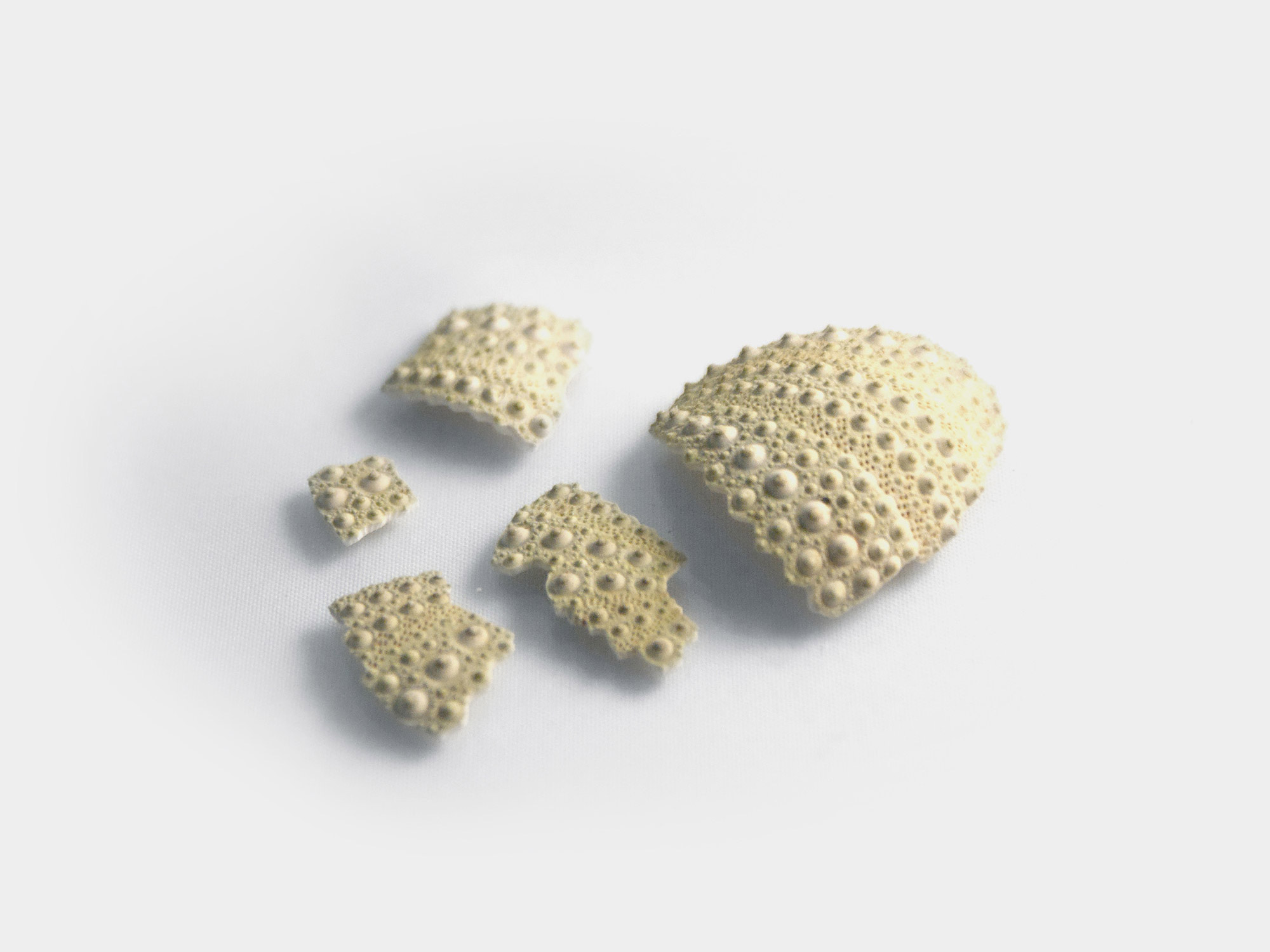 Preserved sea urchin test/shell fragments