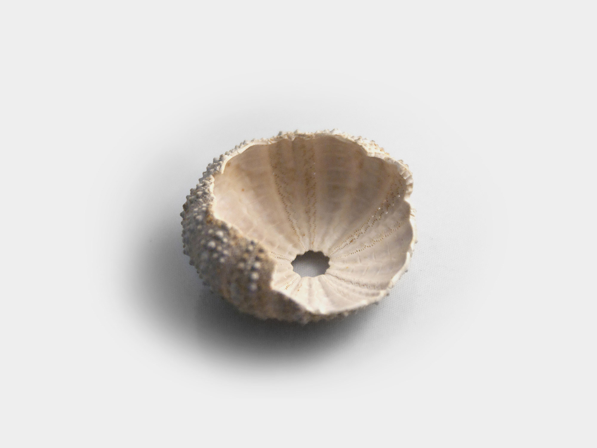Preserved sea urchin test/shell