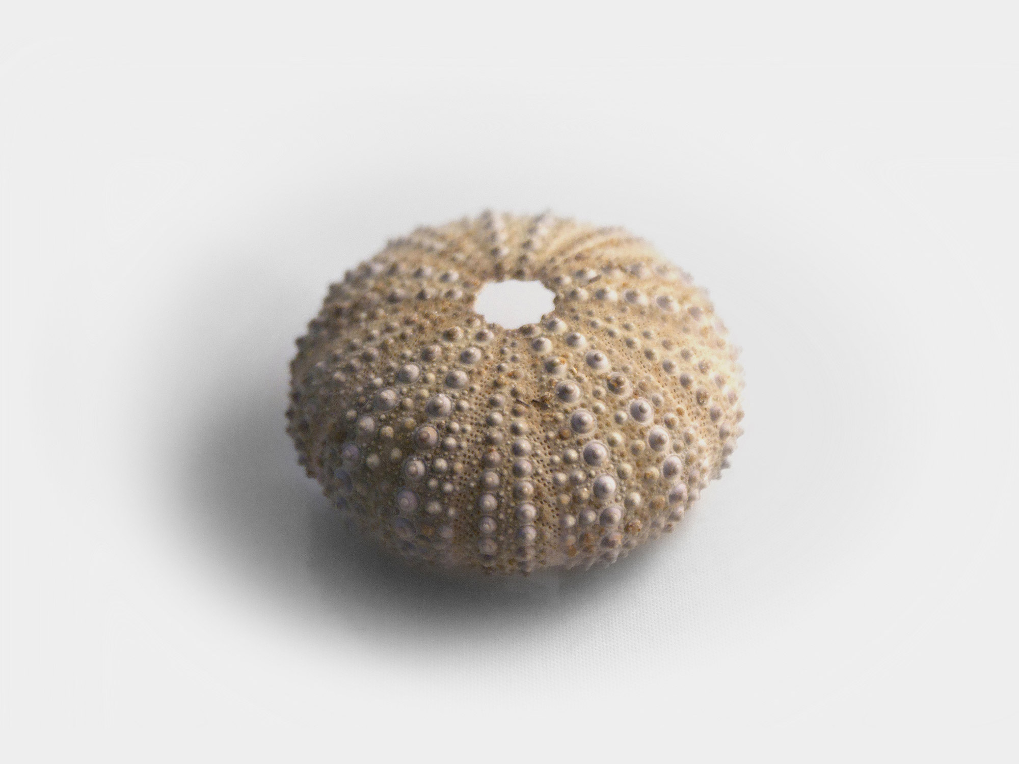 Preserved sea urchin test/shell